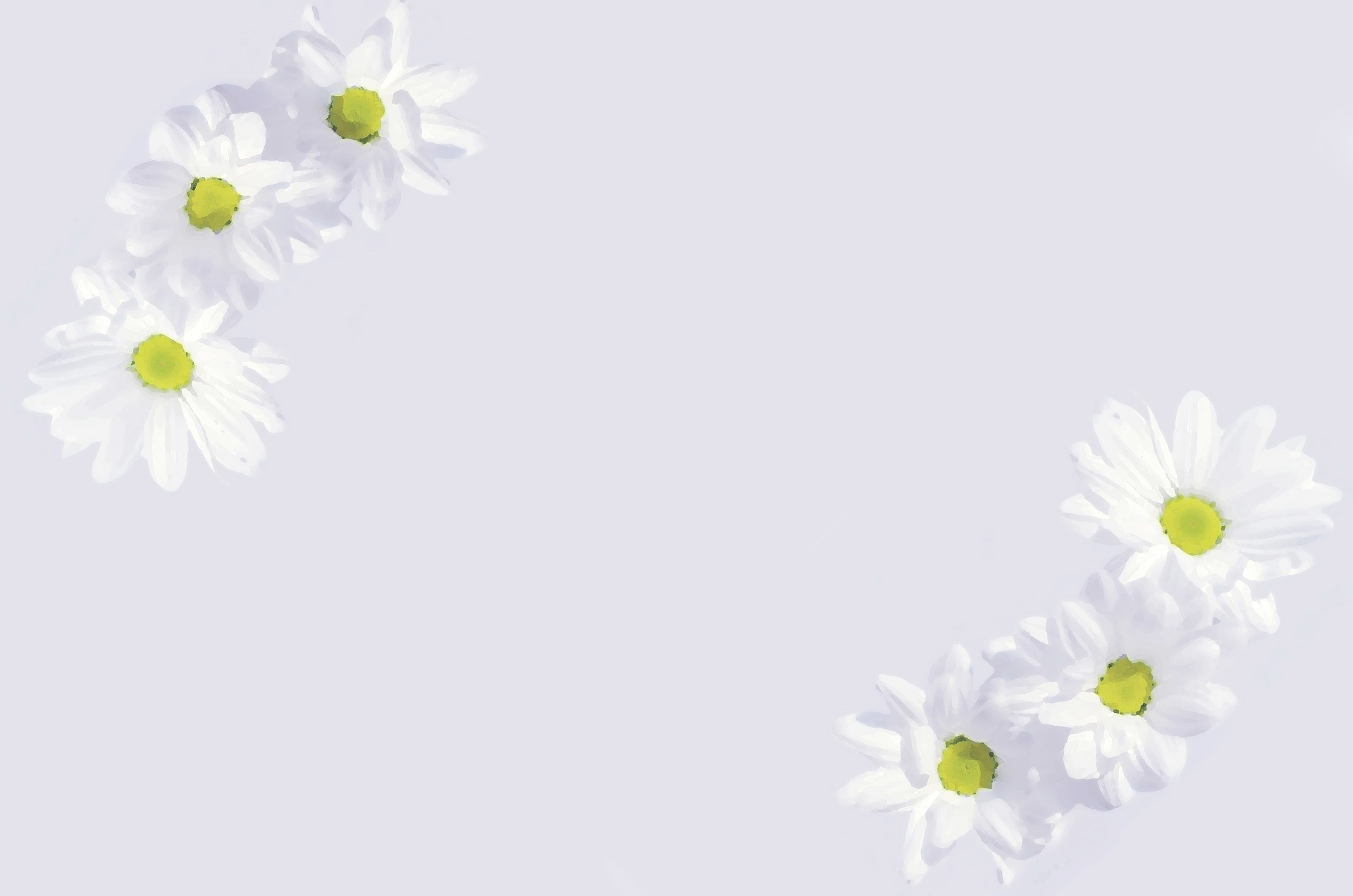Margherite, Bianco, Minimalista, Full HD, sfondo per portatile