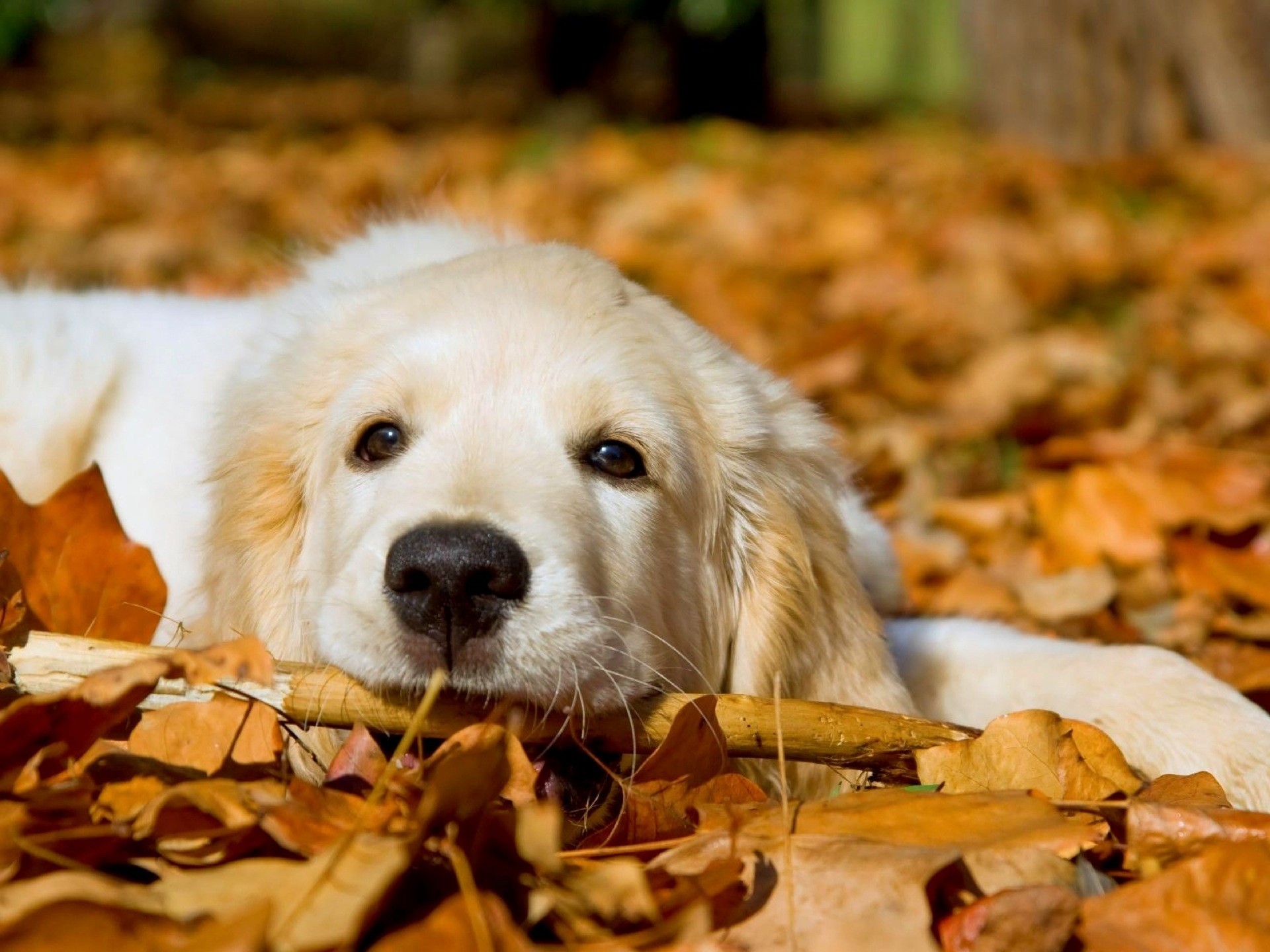 Golden Retriever, Cucciolo, Foglie autunnali, Autunno, sfondo per iPad e tablet