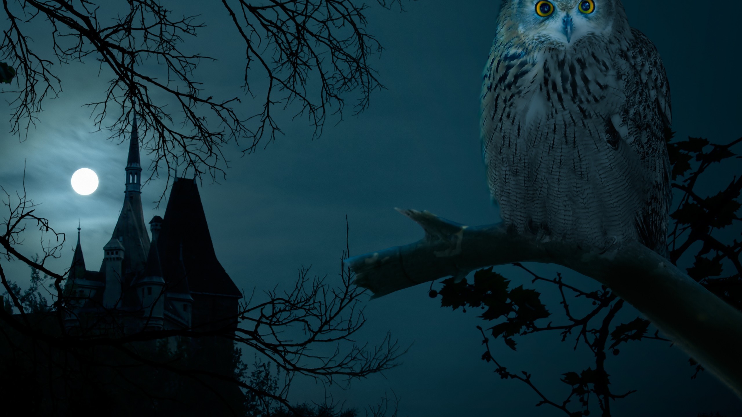 Gufo, Castello, Luna, Notte, Gotico, 2560x1440, sfondo per PC