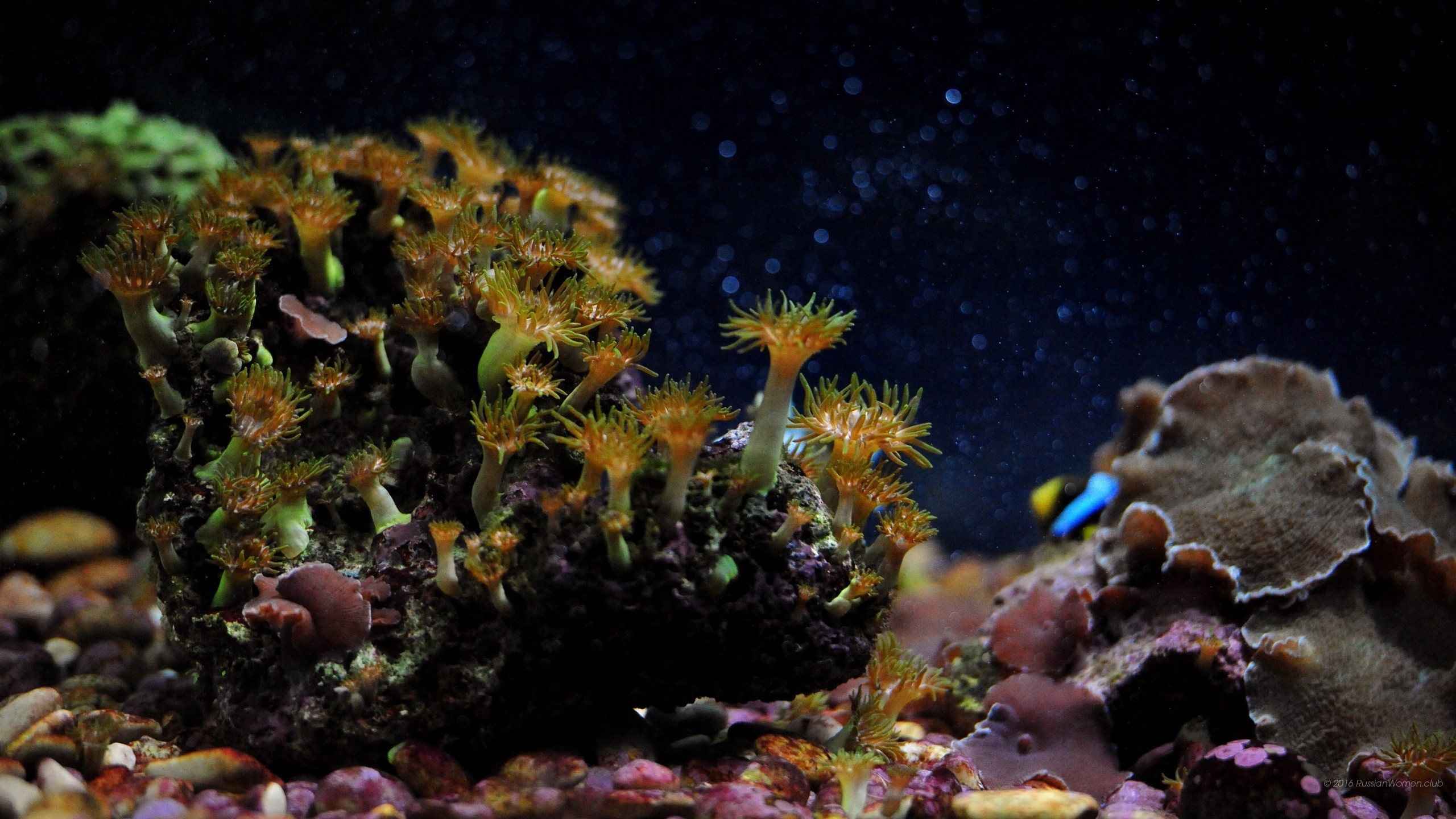 Coralli, Acquario, Sott'acqua, 2K, sfondo per il tuo computer