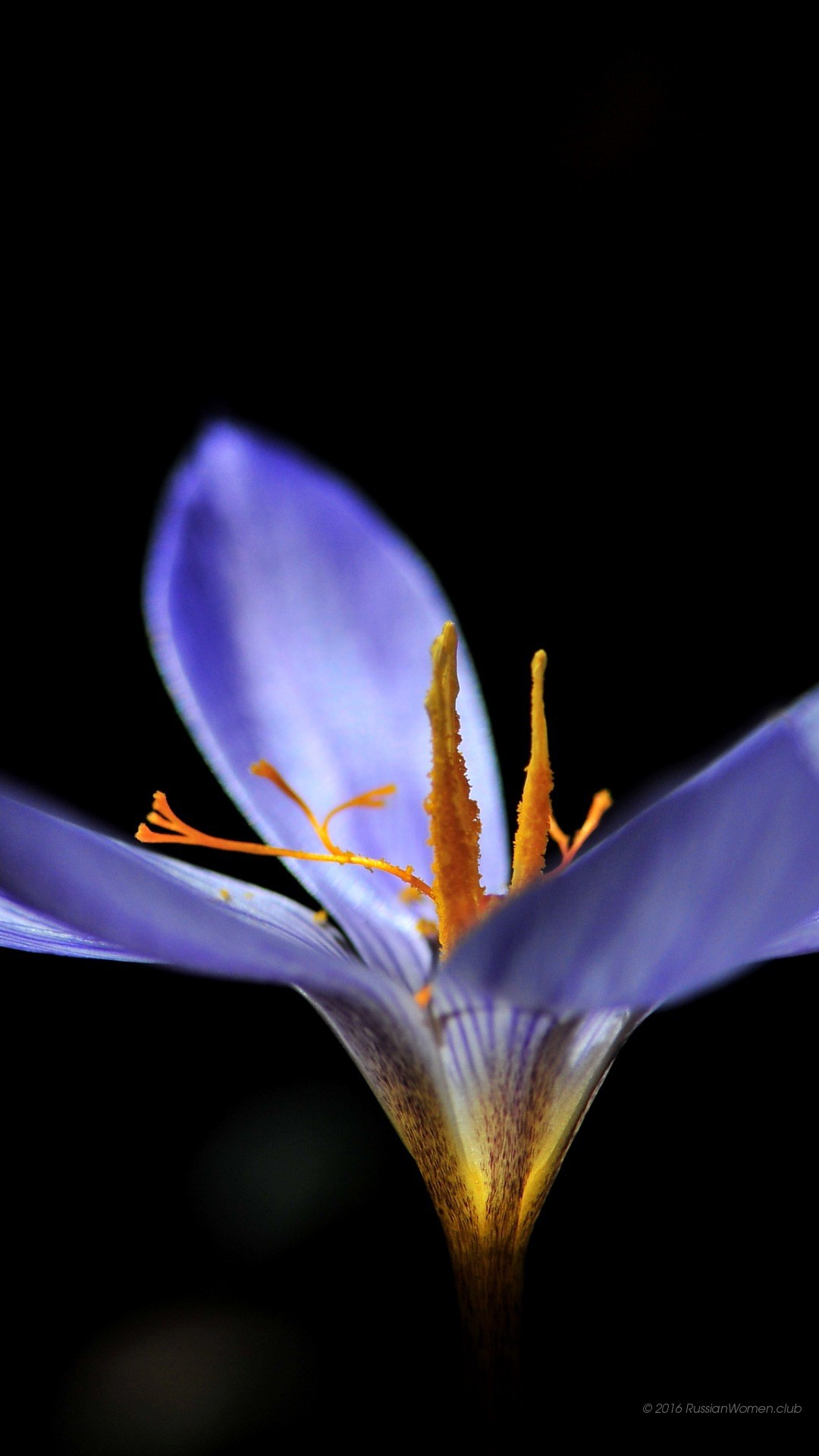 Crocus, Fiore viola, Sfondo nero, Macro, Full HD, schermata di blocco del cellulare
