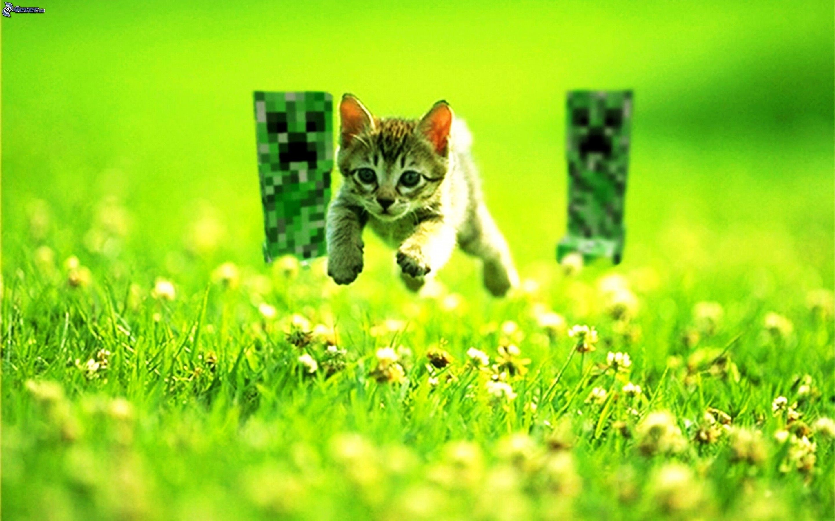 Gattino, Creeper, Minecraft, Prato, Fotomontaggio, 2K, sfondo desktop