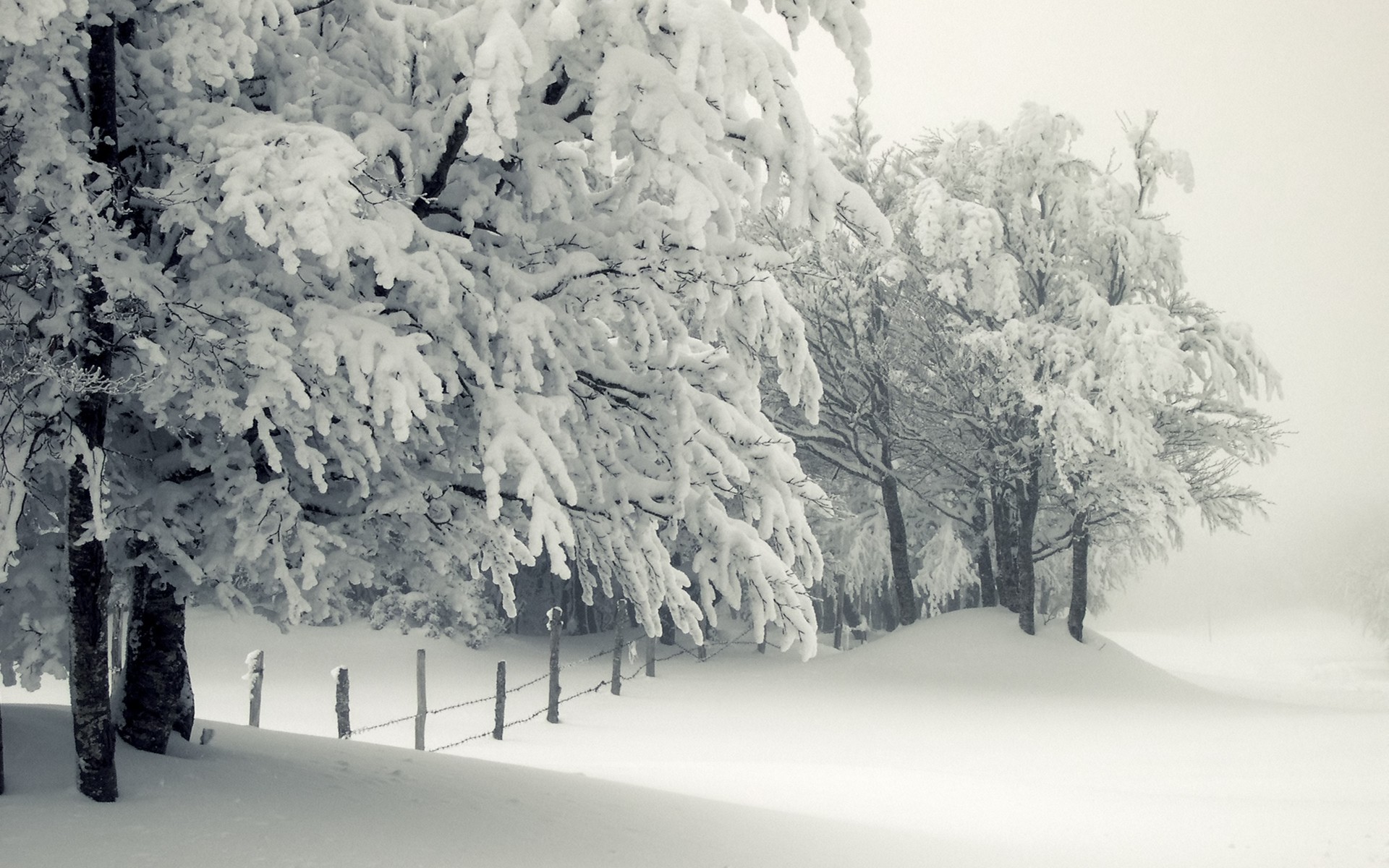 Alberi innevati, Bosco, Staccionata, Bianco, sfondo desktop