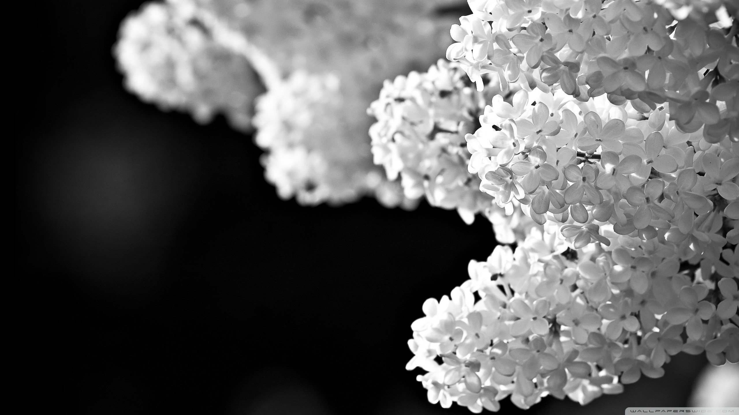 Lillà, Fiori, Macro, Monocromatico, 2560x1440, immagine di sfondo