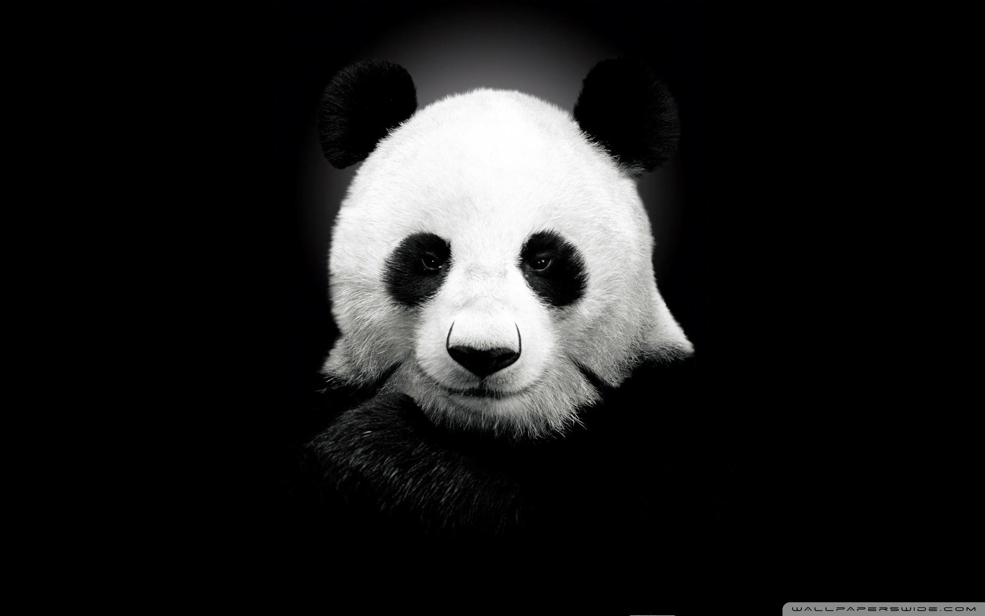 Panda gigante, Sfondo nero, Ritratto, Bianco e nero, 1920x1200, wallpaper desktop