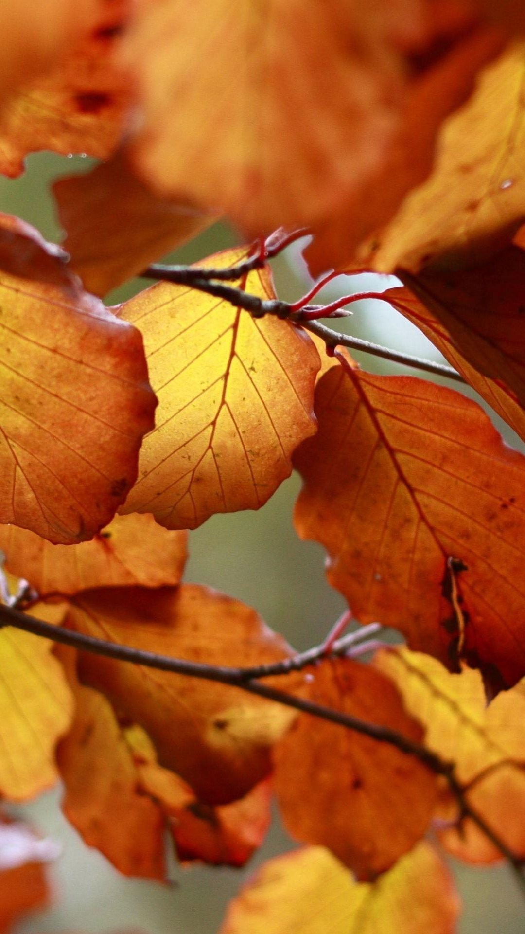 Foglie autunnali, Autunno, Arancione, Ramo, Full HD, sfondo per smartphone