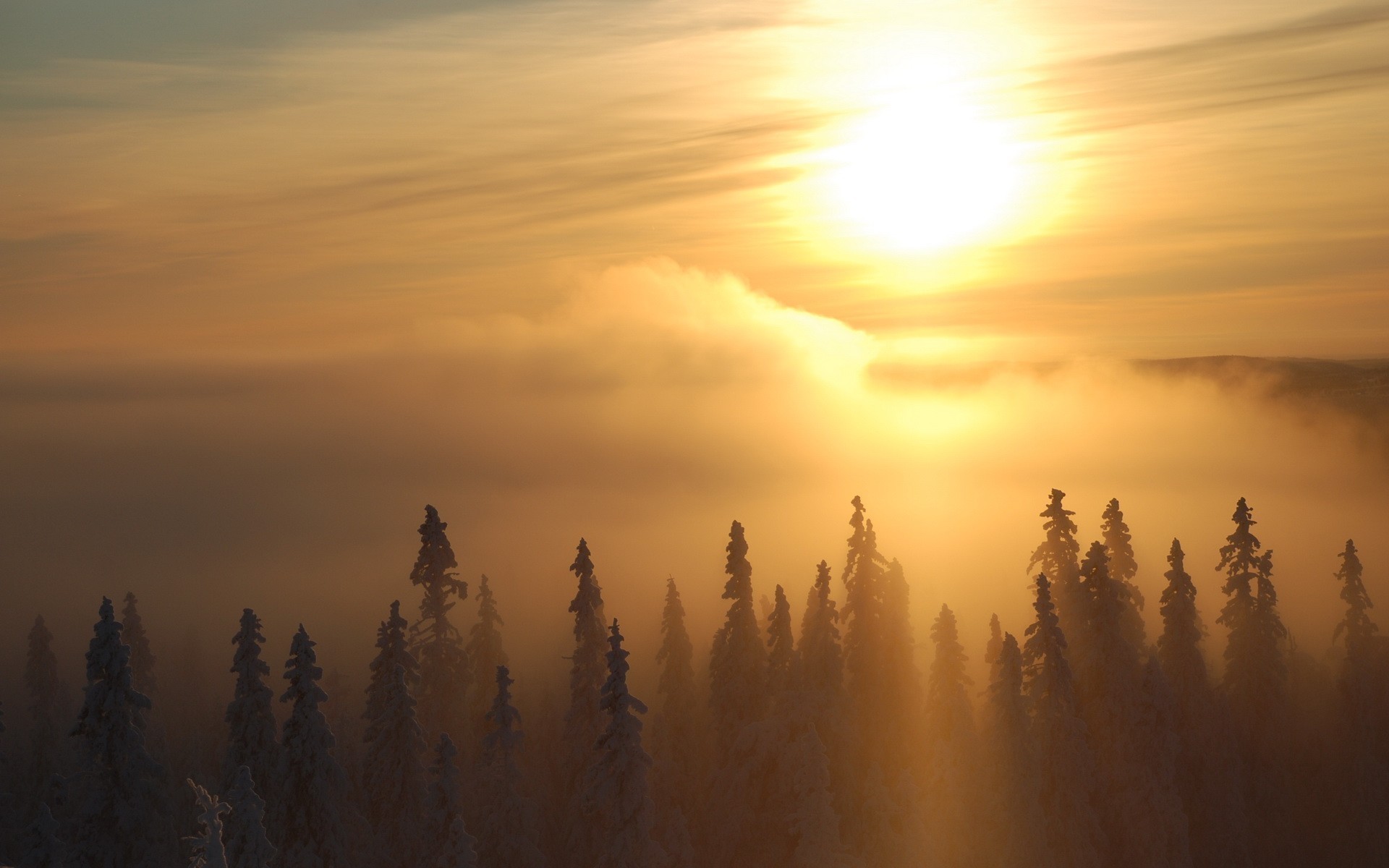 Sole, Foresta, Nebbia, Alba, 1920x1200, sfondo per PC