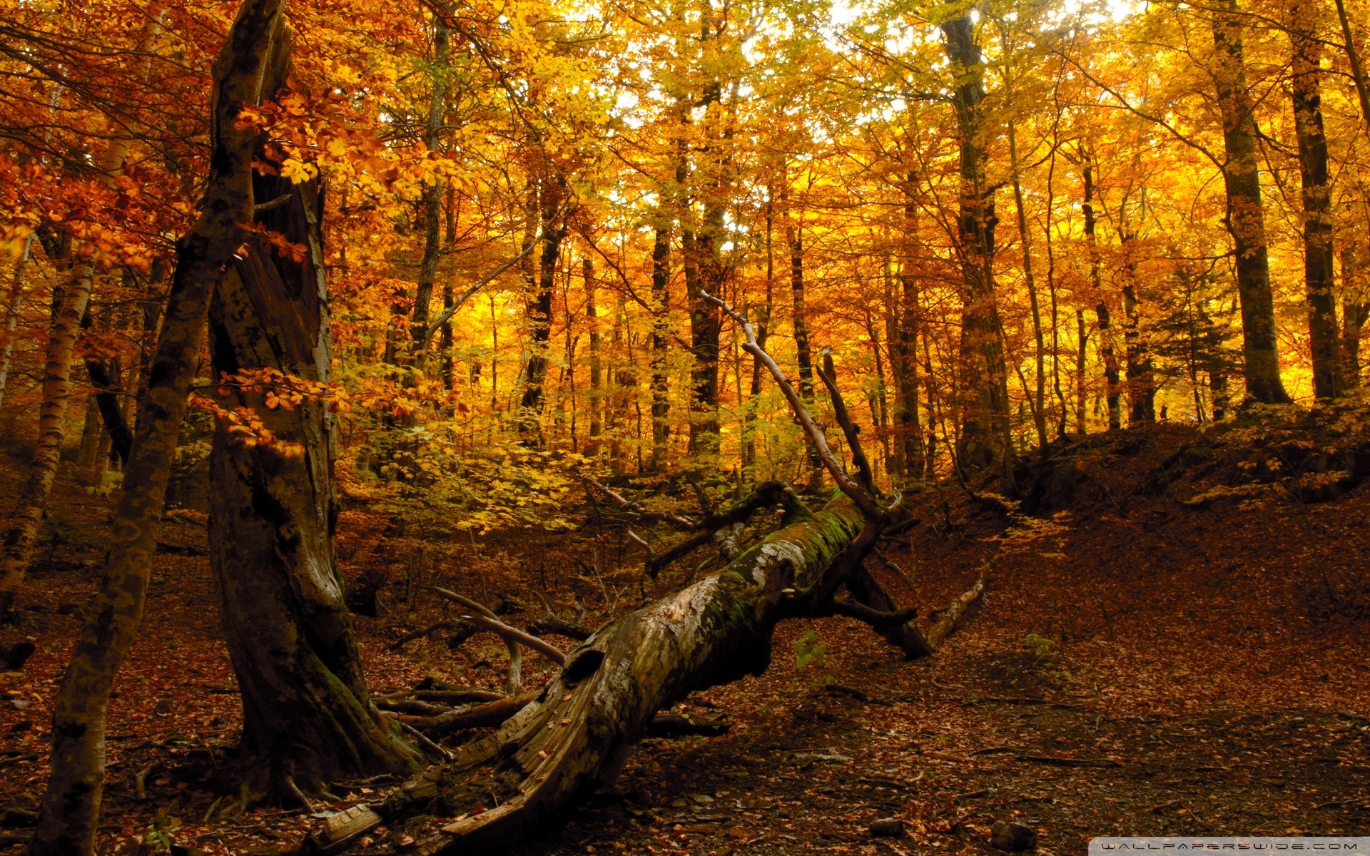 Bosco autunnale, Foglie arancioni, Tronco caduto, Autunno, Full HD, sfondo per PC e portatile