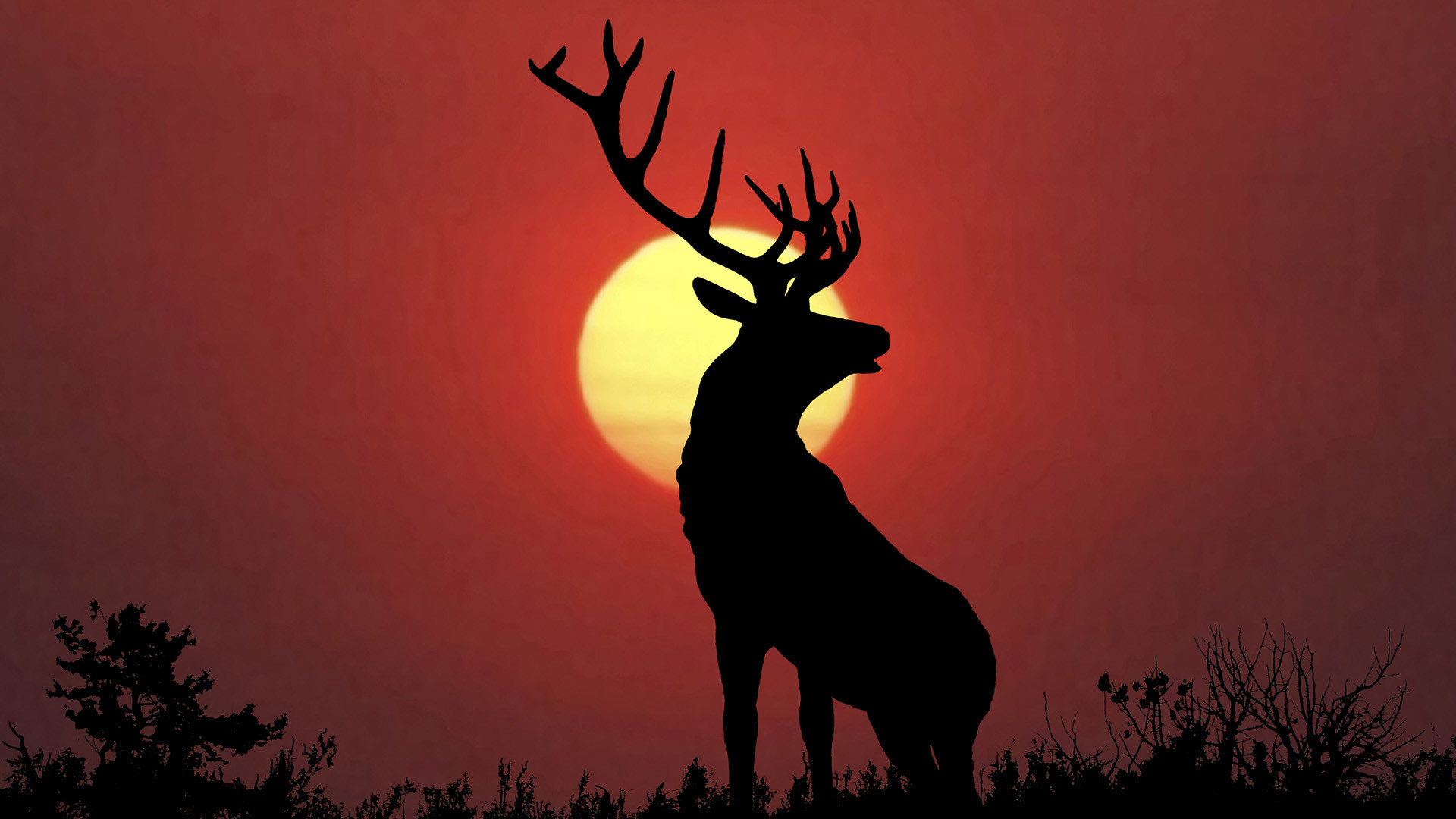 Cervo, Silhouette, Tramonto, Sole rosso, Full HD, sfondo desktop