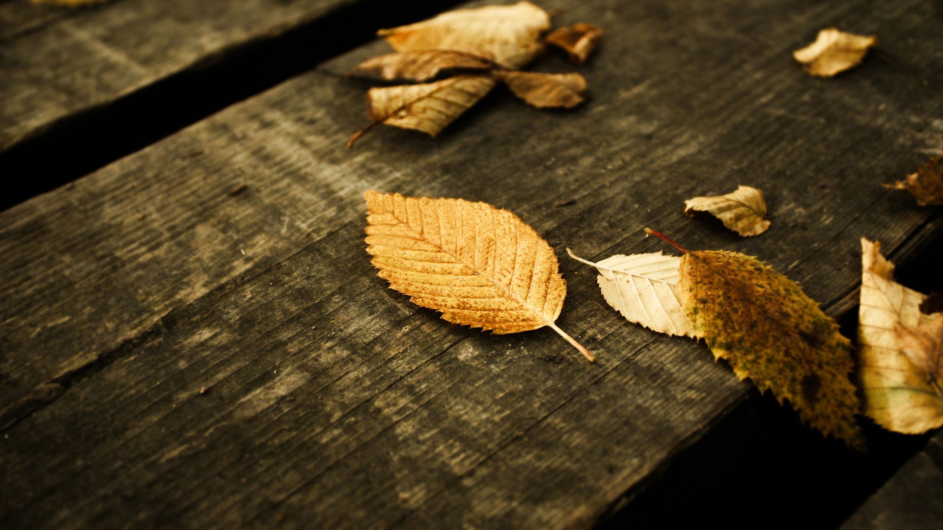 Foglie secche, Legno, Autunno, Macro, Full HD, sfondo per desktop