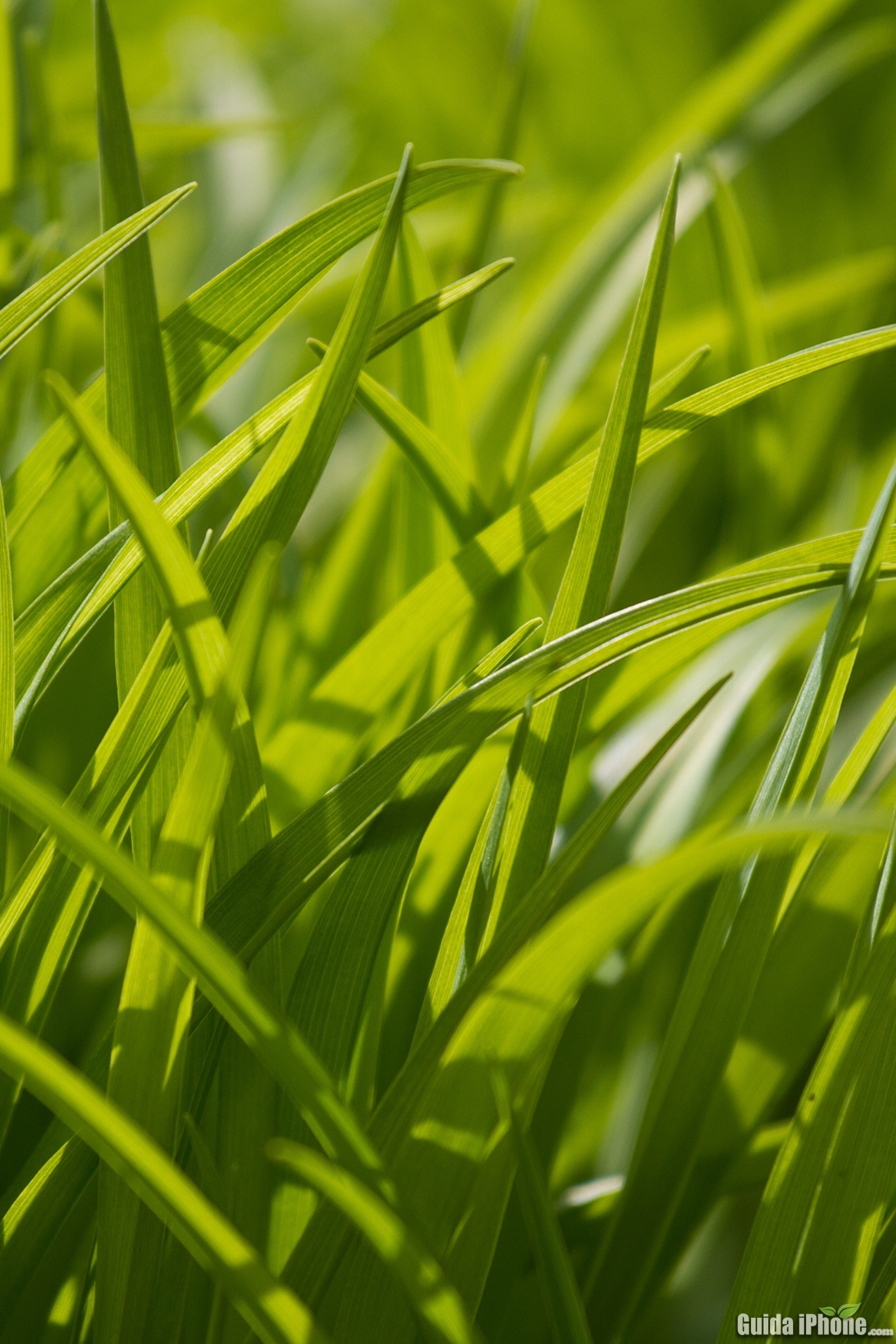 Erba, Verde, Macro, Full HD, schermata di blocco iPad