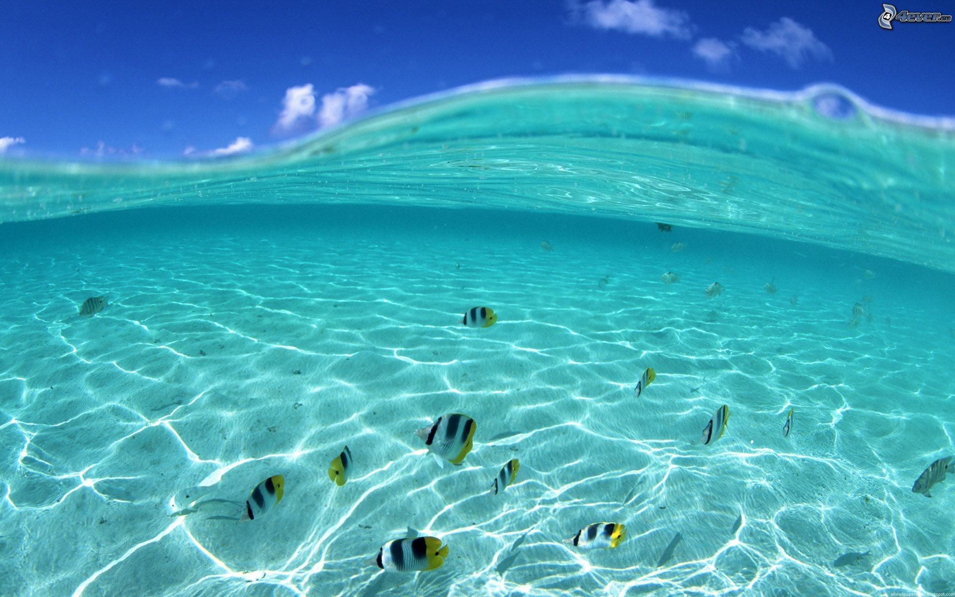 Mare tropicale, Sott'acqua, Pesci, Acqua turchese, 16:10 Full HD, sfondo widescreen