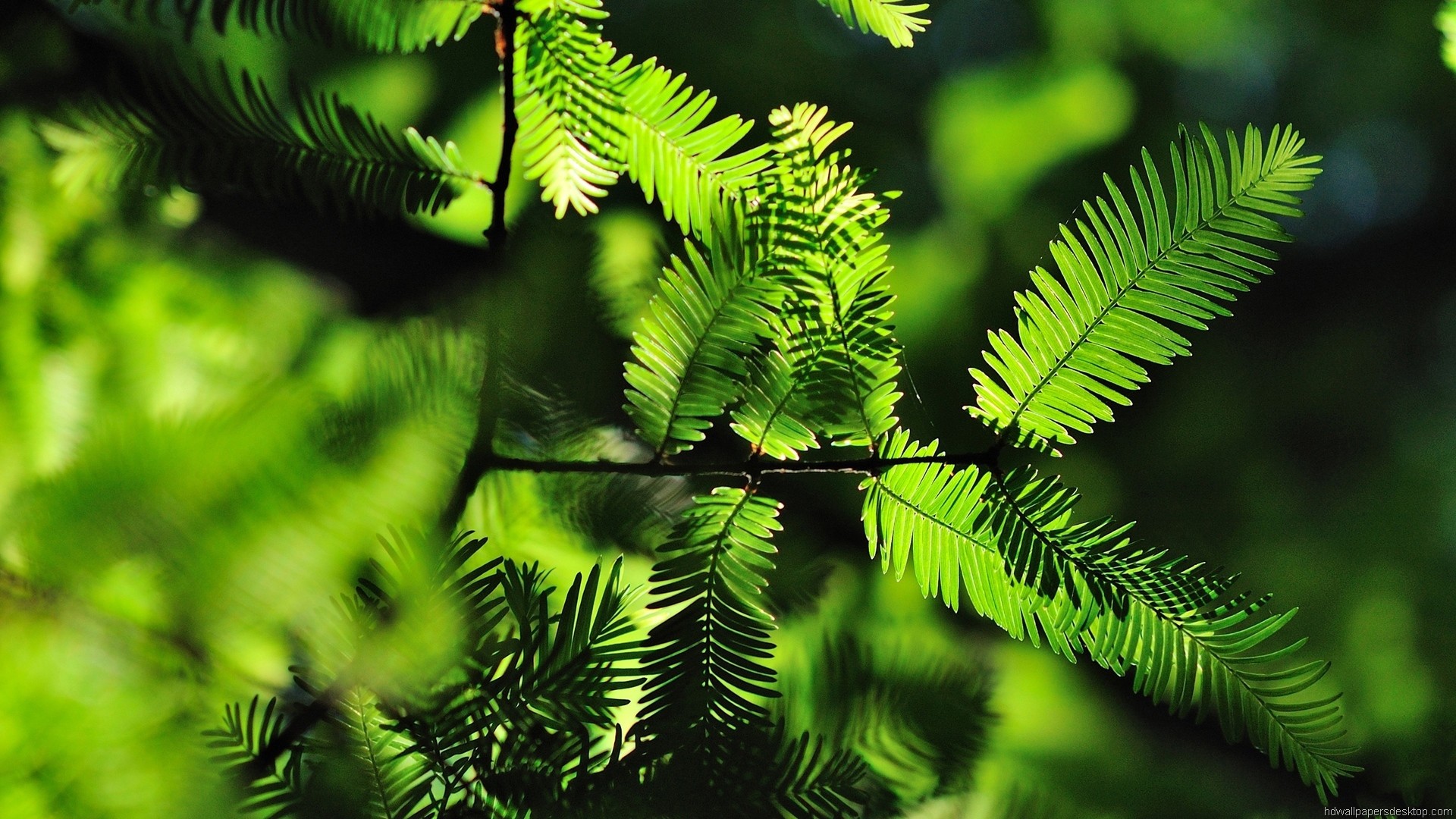 Felce, Foglie, Verde, Macro, Full HD, sfondo Windows 11