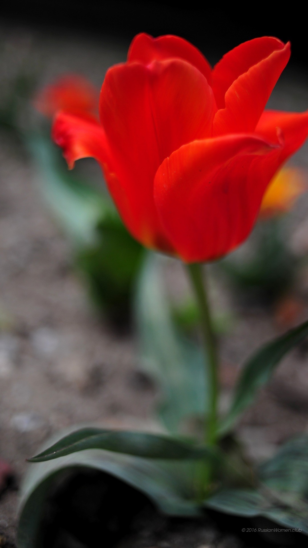 Tulipano rosso, Fiore, Macro, Full HD, sfondo per iPhone e Android