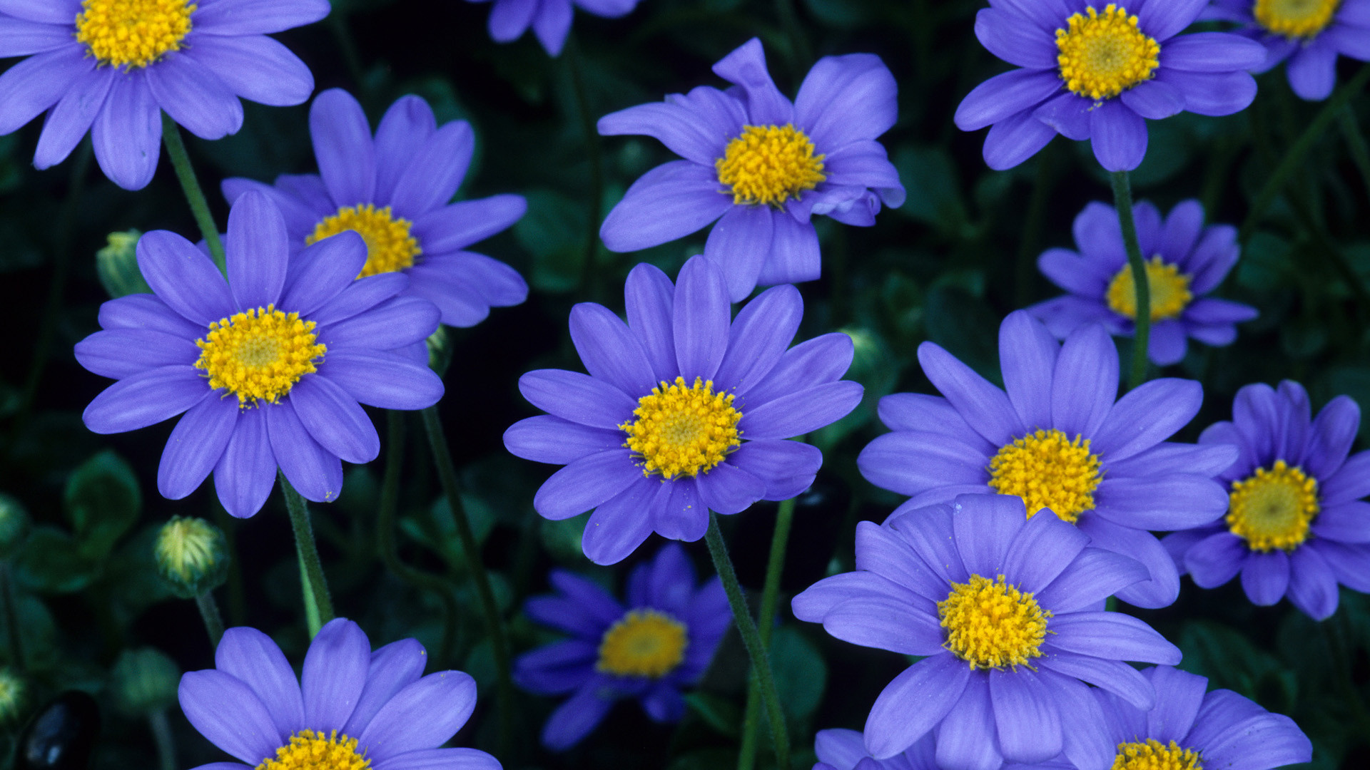 Margherite blu, Felicia amelloides, Fiori blu, sfondo per iPhone