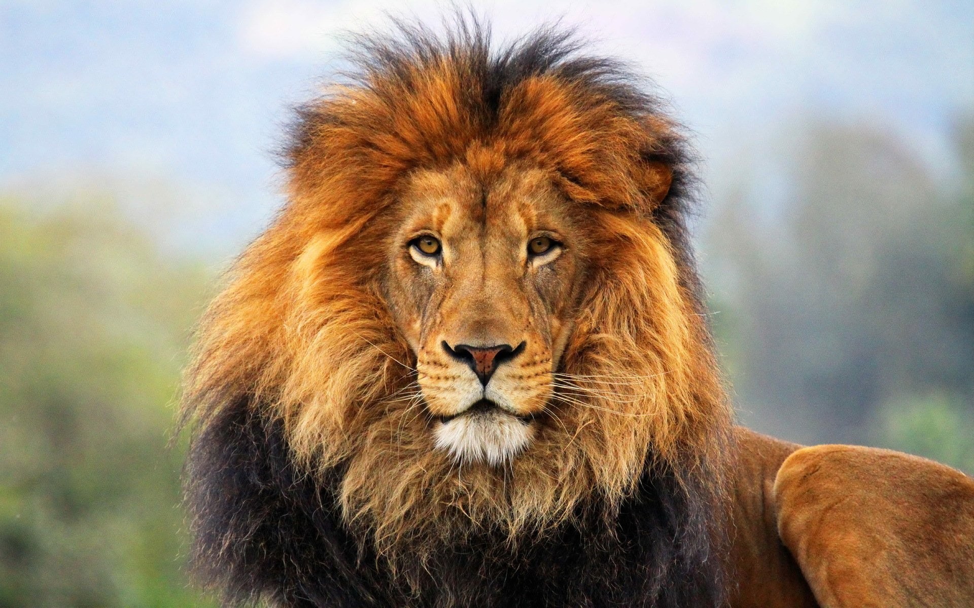 Leone, Criniera, Ritratto, Fauna selvatica, 16:10 Full HD, wallpaper widescreen