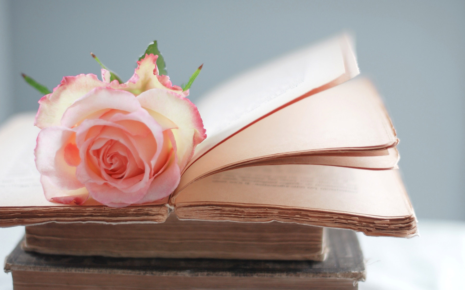 Libro antico, Rosa, Pastello, 1920x1200, immagine di sfondo