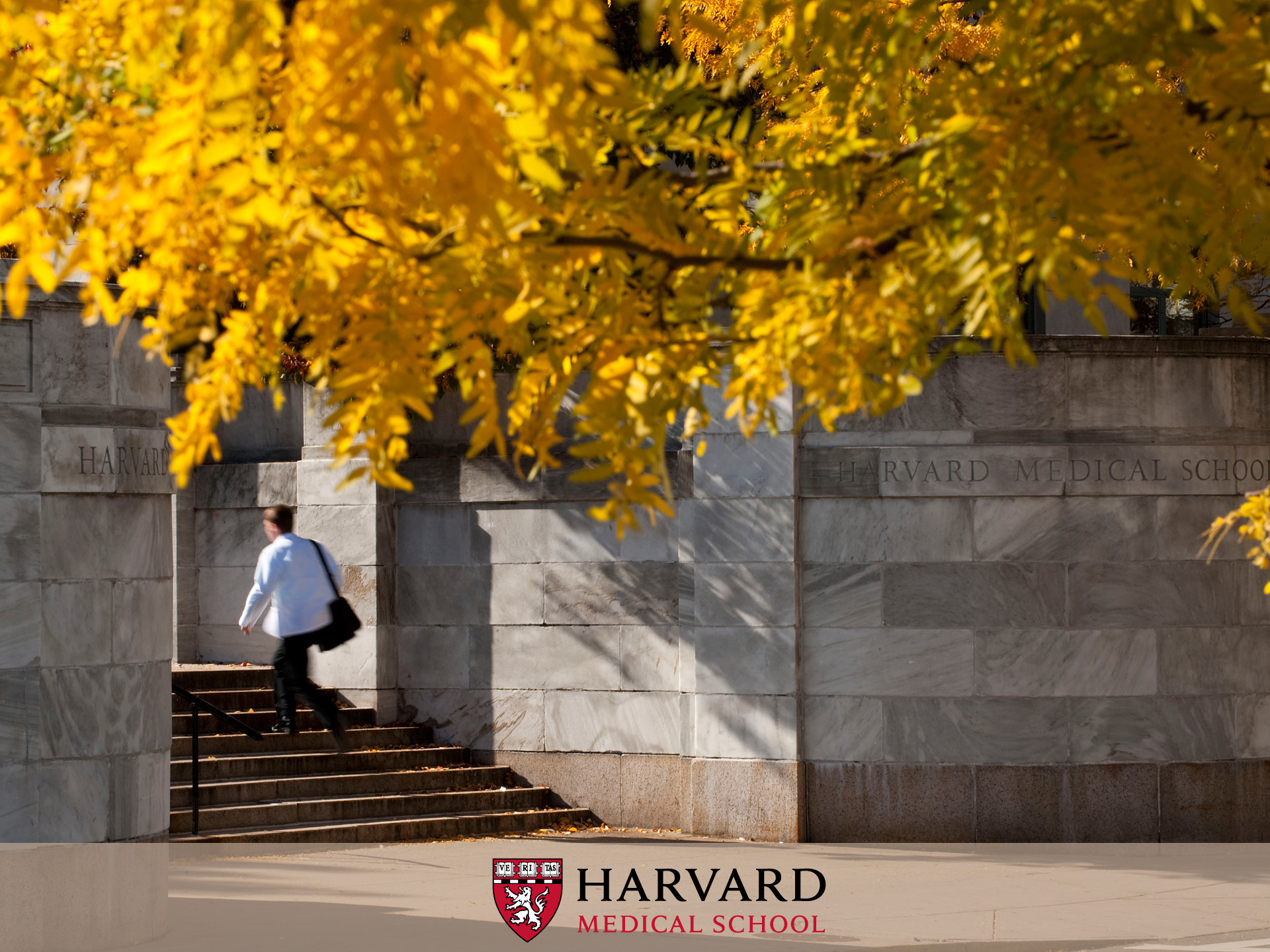 Harvard Medical School, Autunno, Foglie gialle, Scalinata, Full HD, sfondo per iPad e tablet