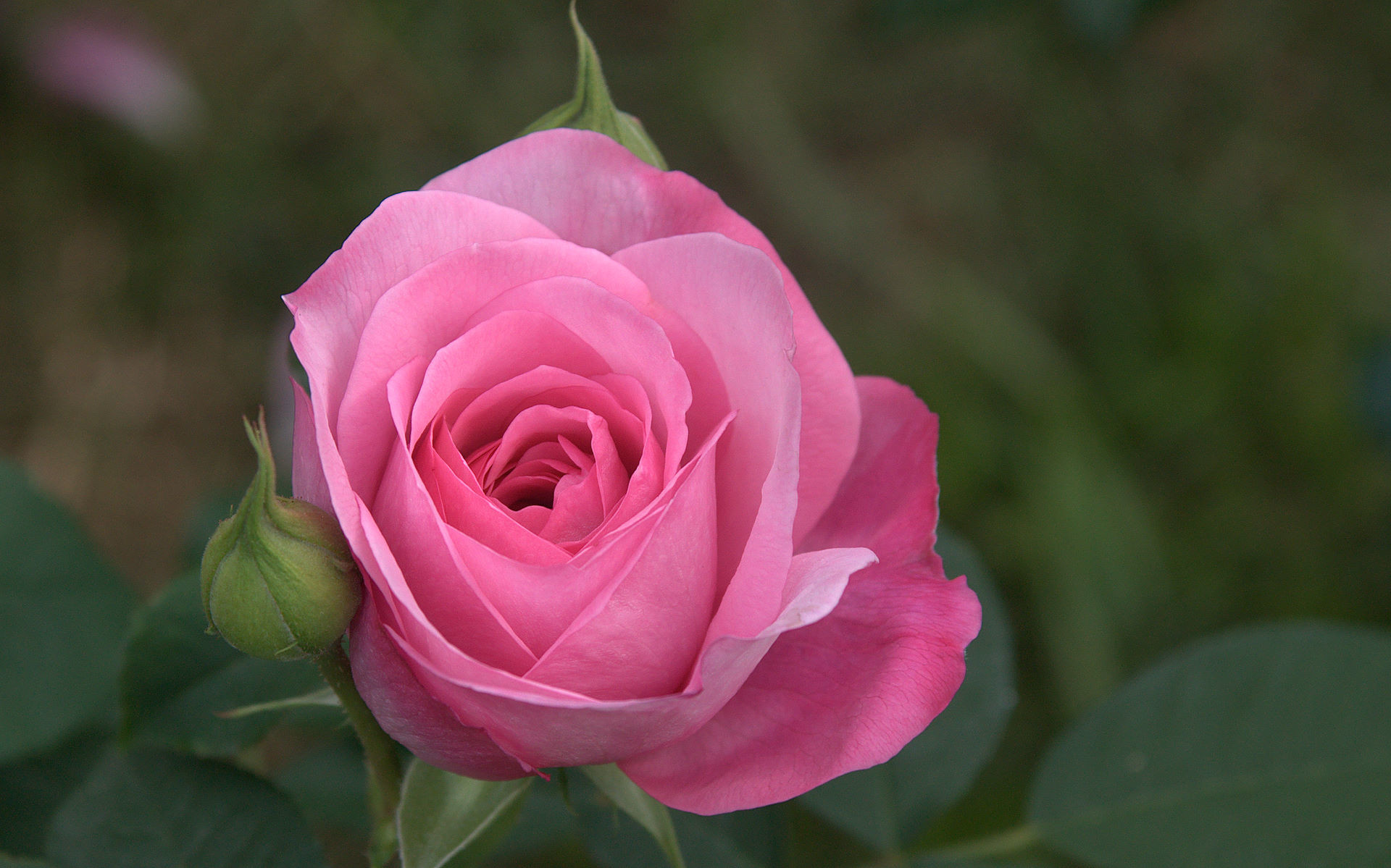Rosa rosa, Bocciolo, Giardino, 16:10 Full HD, sfondo widescreen