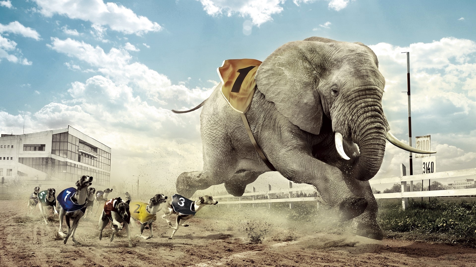 Elefante, Levrieri, Corsa dei cani, Cinodromo, Fotomontaggio, Polvere, sfondo widescreen Full HD