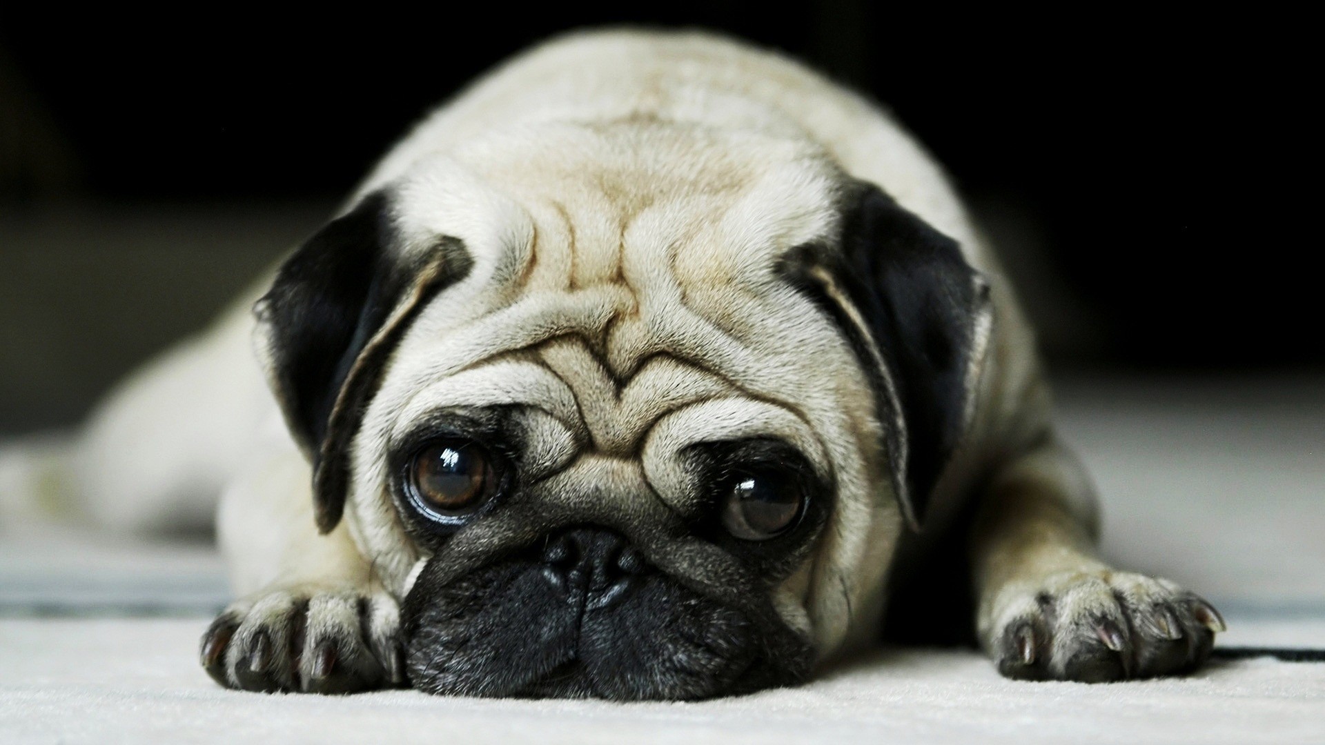 Carlino, Cane, Sfondo nero, 1920x1080, wallpaper desktop