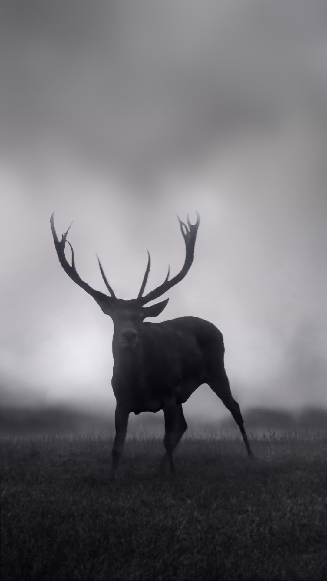 Cervo, Nebbia, Silhouette, Bianco e nero, wallpaper iPhone 7 Plus