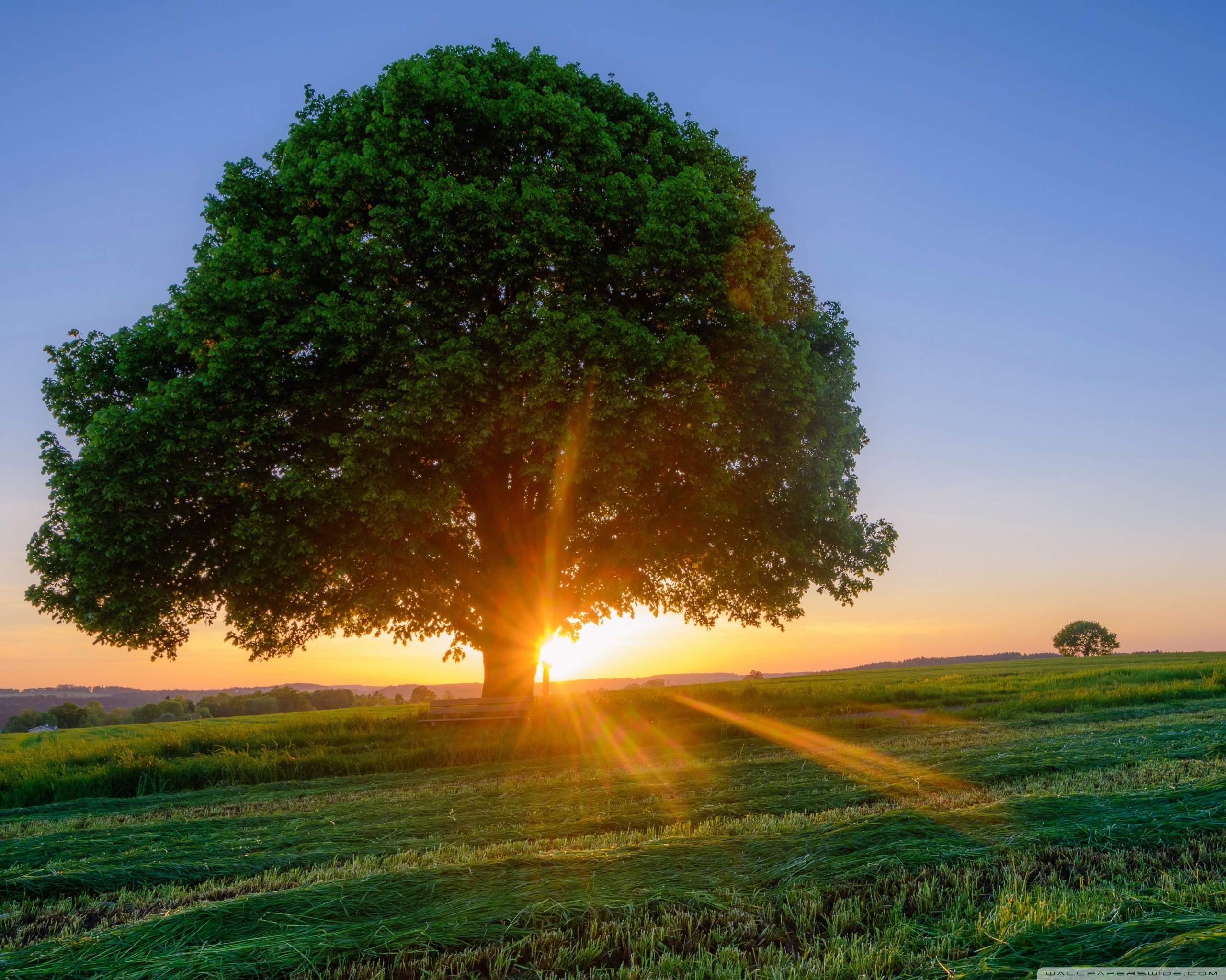 Albero, Tramonto, Raggi di sole, Prato, 2K, sfondo per PC