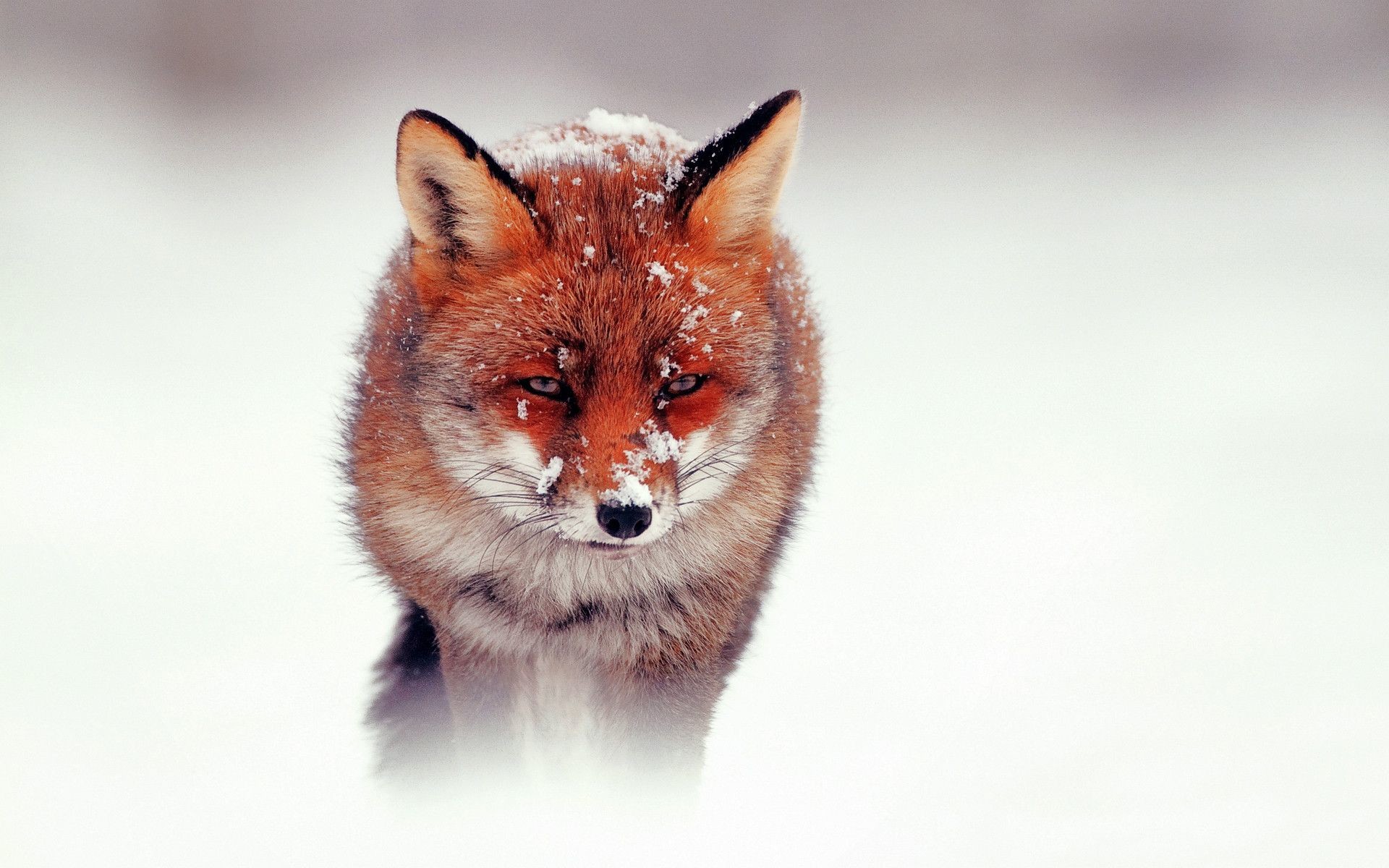Volpe rossa, Neve, Sfondo bianco, Full HD, wallpaper per portatile