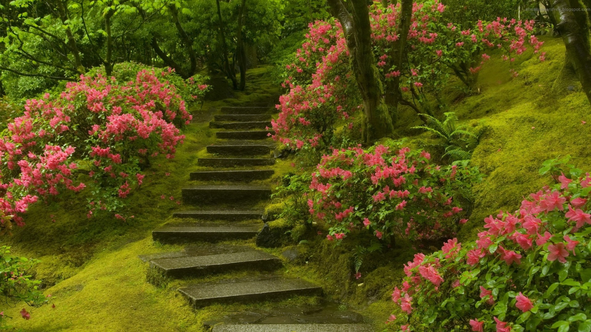 Giardino, Scalinata, Rododendri, Muschio, Full HD 1080p, sfondo desktop