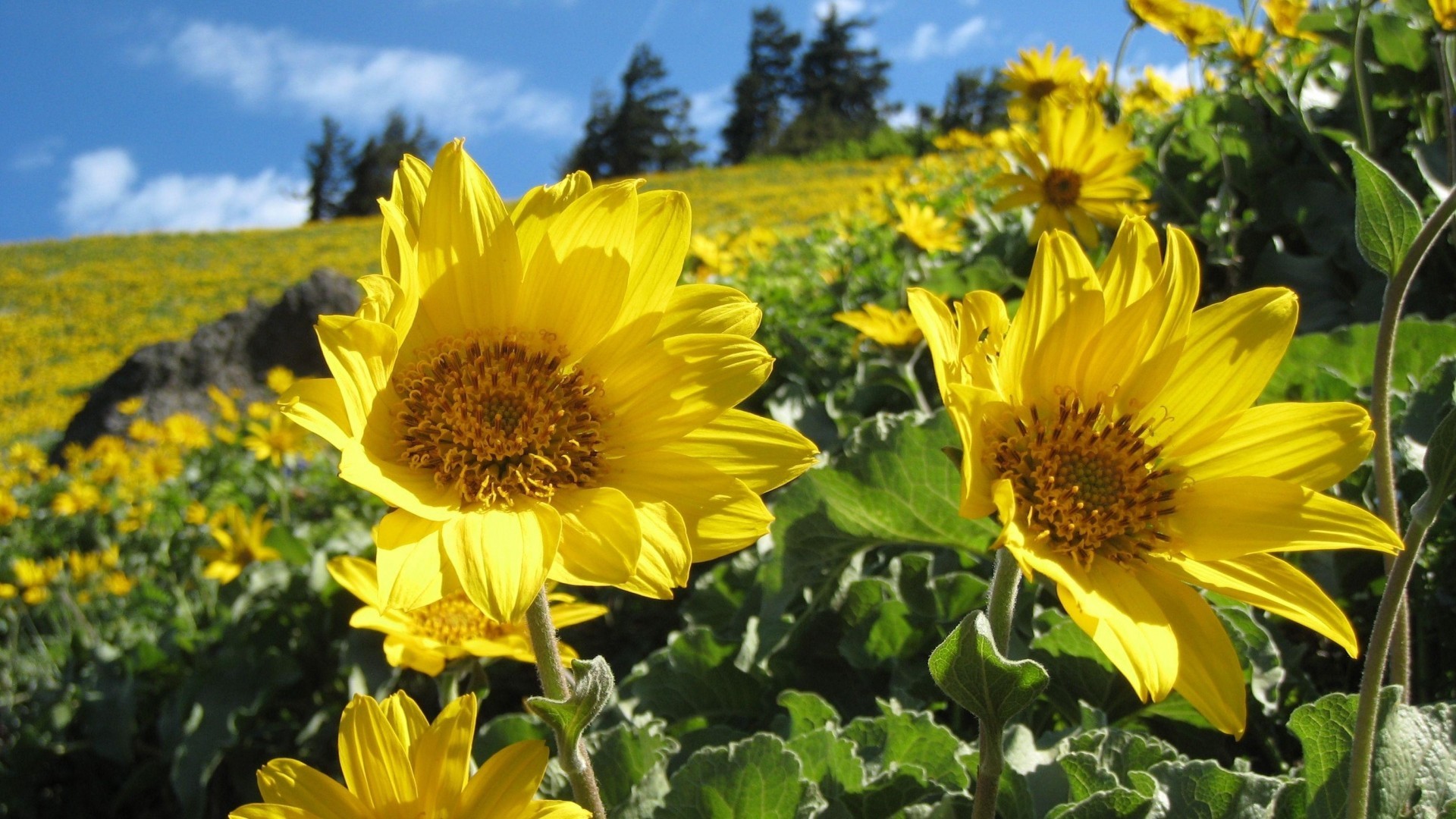 Girasoli, Fiori gialli, Cielo blu, 1920x1080, sfondo per PC