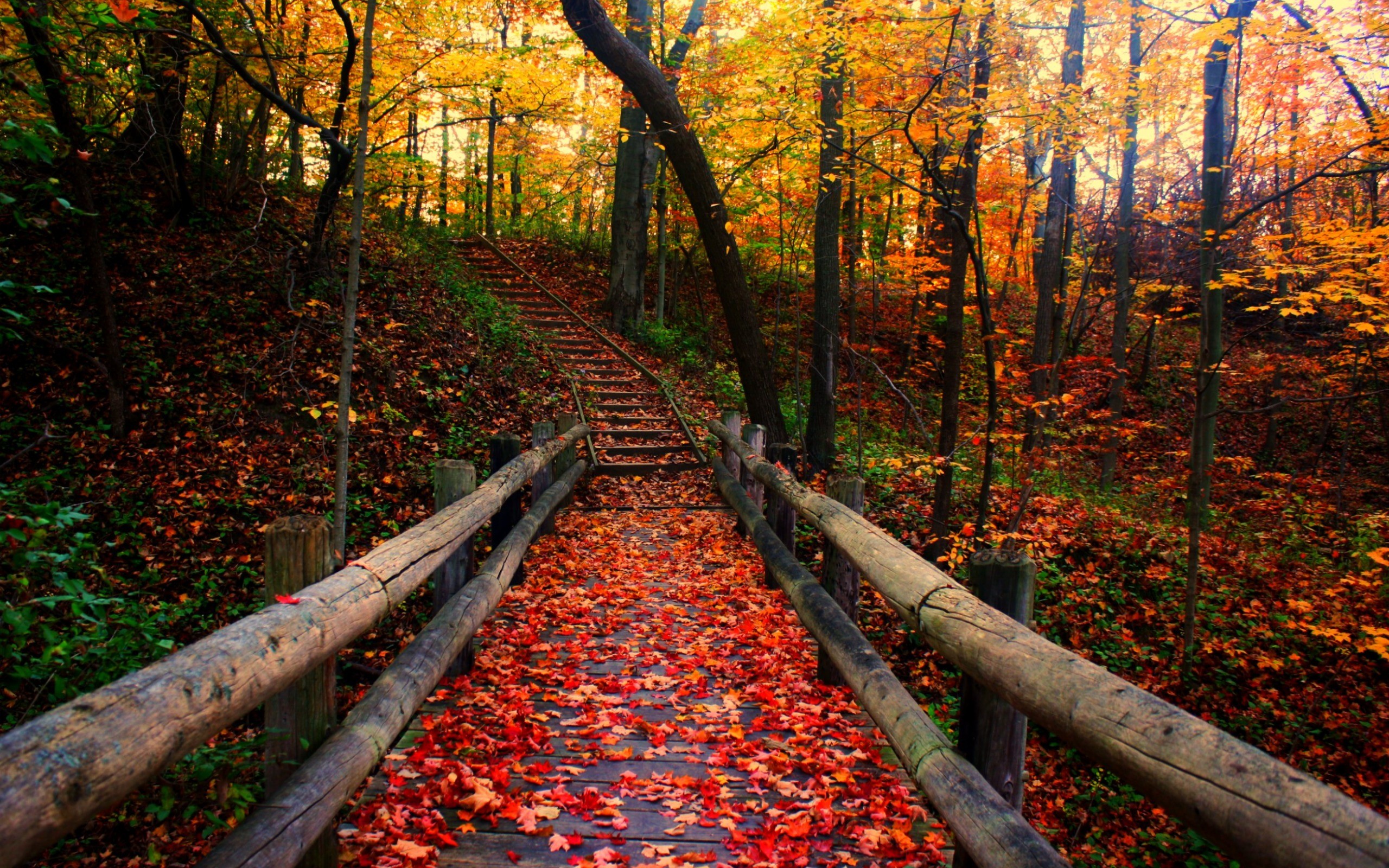Sentiero, Corrimano di legno, Bosco, Foglie rosse, 2K, sfondo per PC