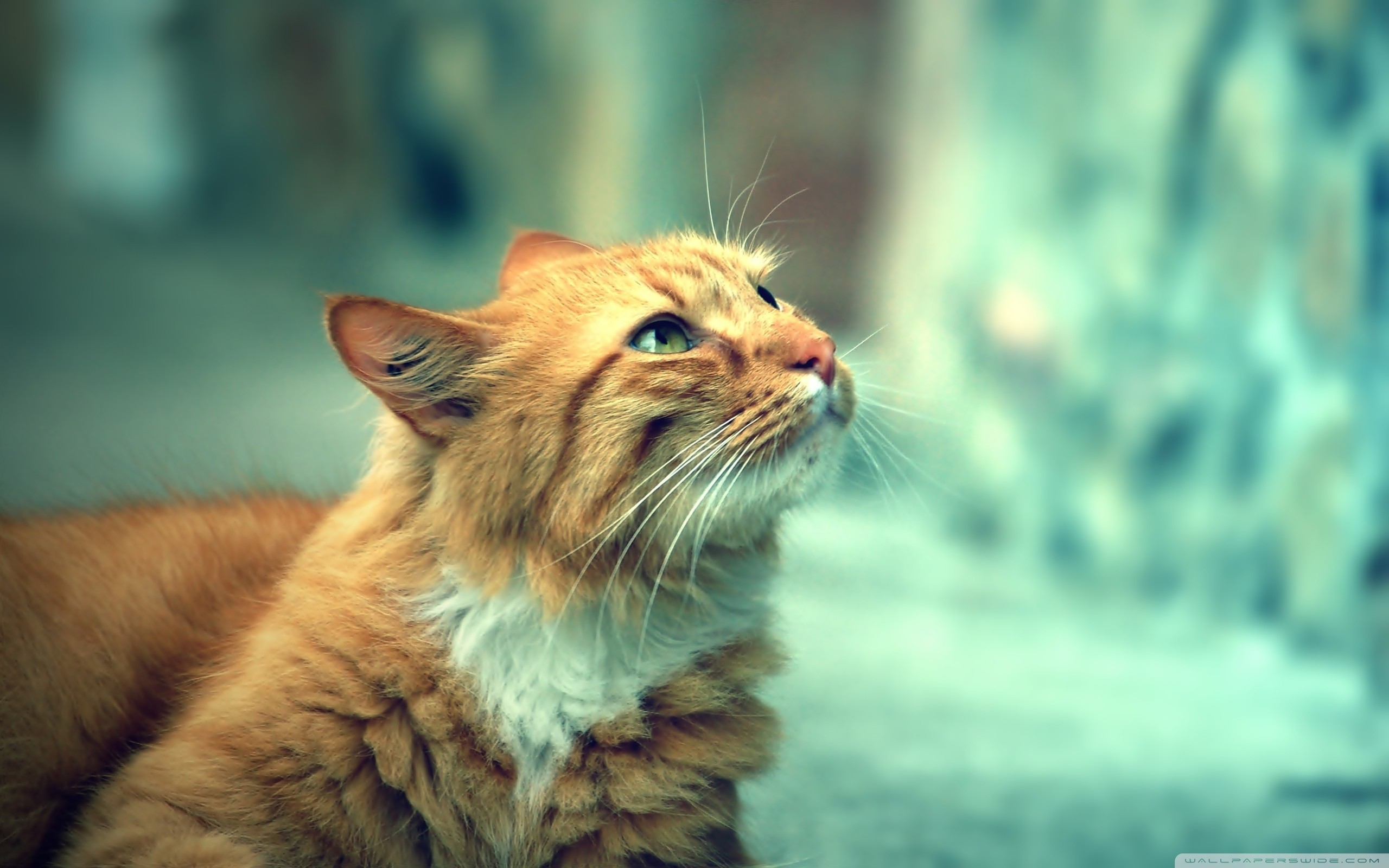 Gatto rosso, Sguardo in alto, Bokeh, Turchese, 2K, sfondo per portatile