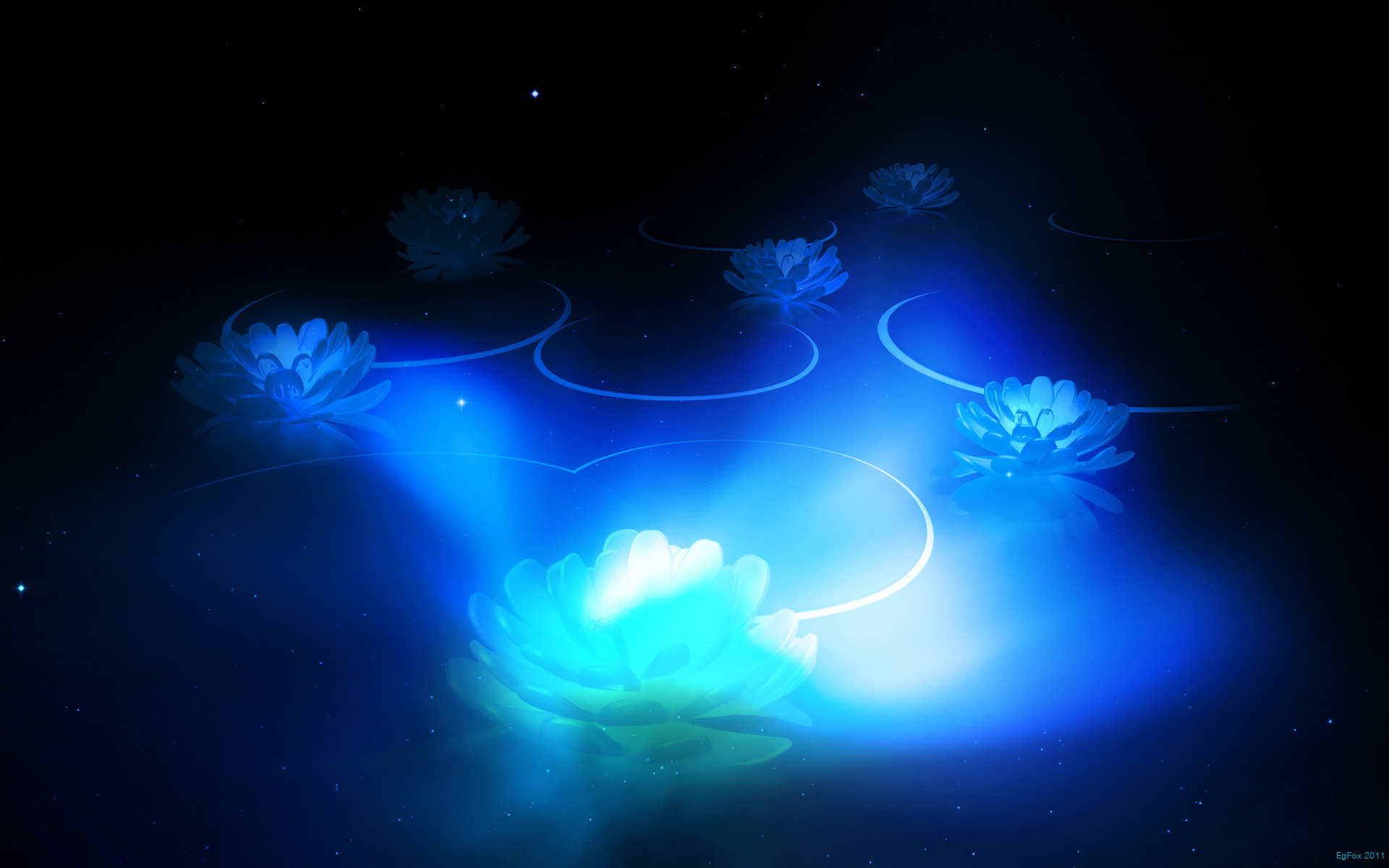 Fiori di loto, Luce blu, Sfondo nero, Full HD, wallpaper per PC