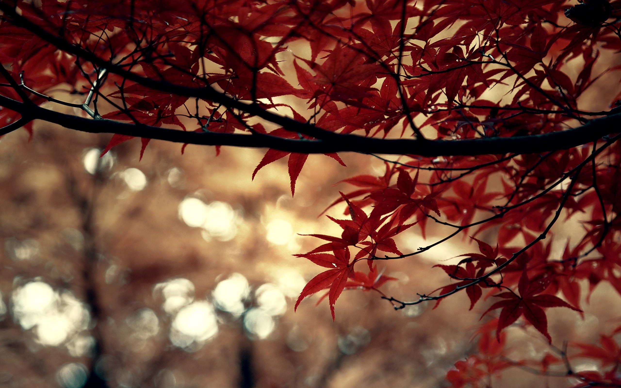 Acero rosso, Foglie, Autunno, Bokeh, sfondo PC 2K
