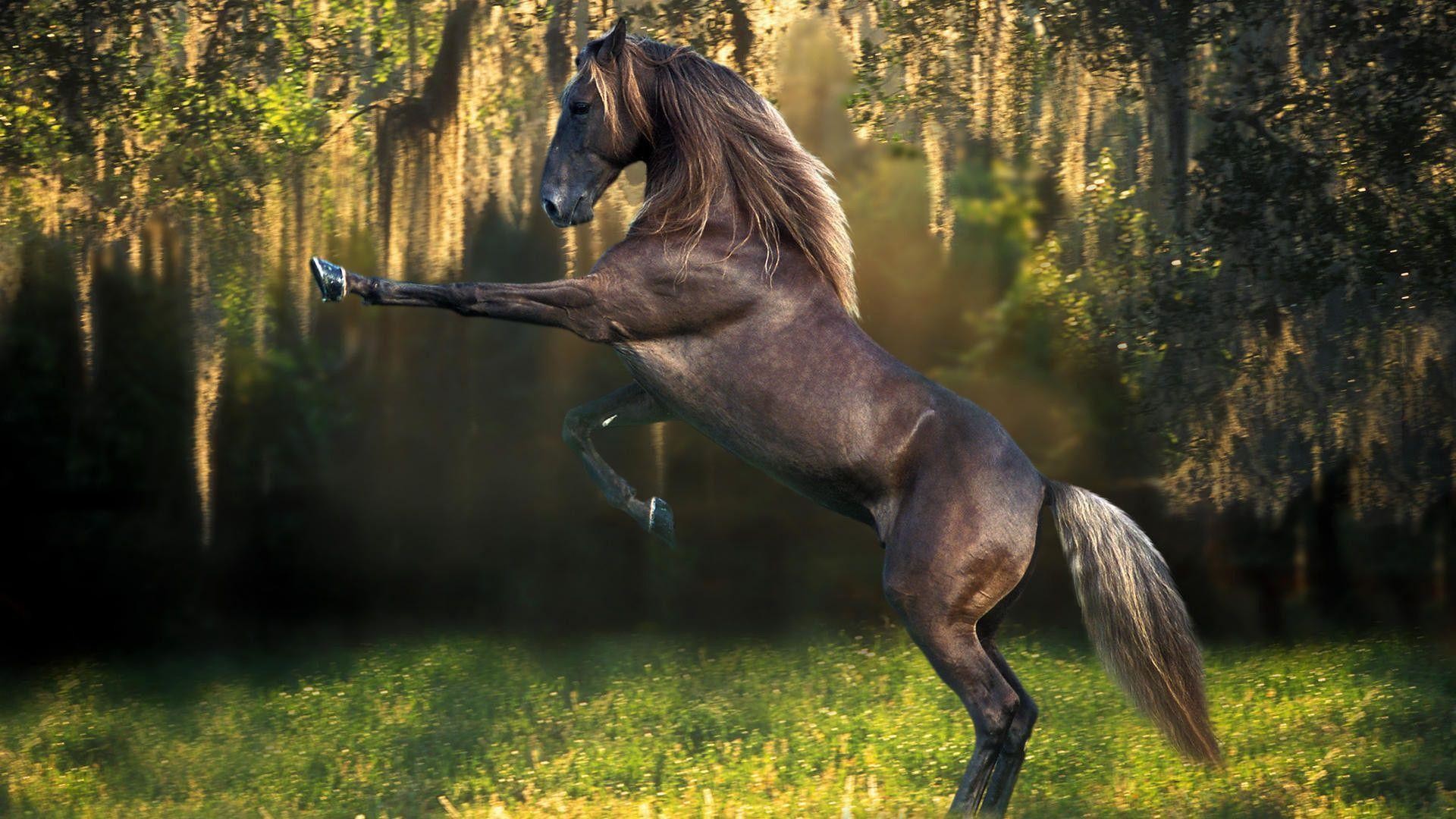 Cavallo impennato, Foresta, Muschio spagnolo, Controluce, 1920x1080, sfondo per PC