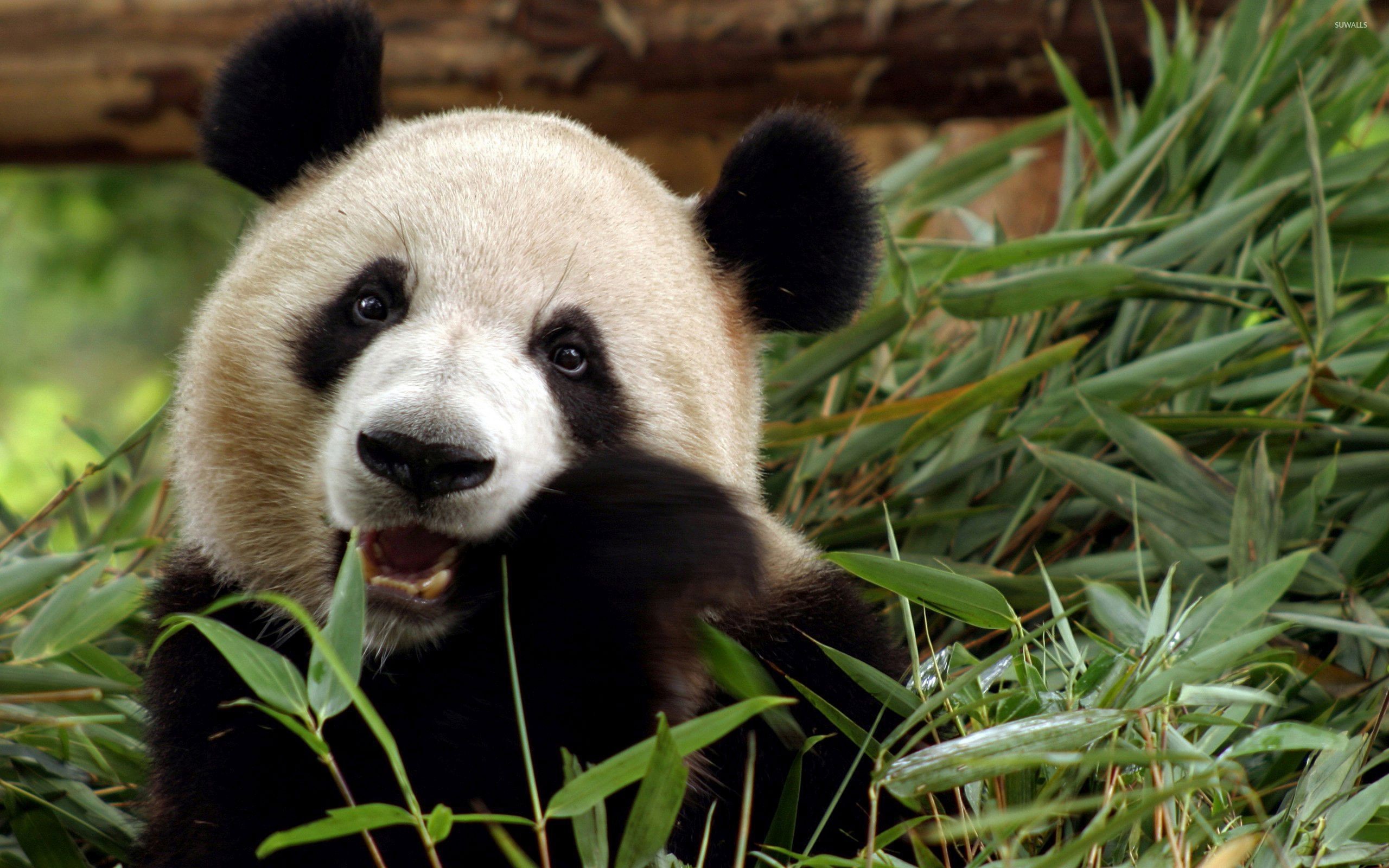 Panda gigante, Bambù, Primo piano, Mangiare, 2560x1600, immagine di sfondo