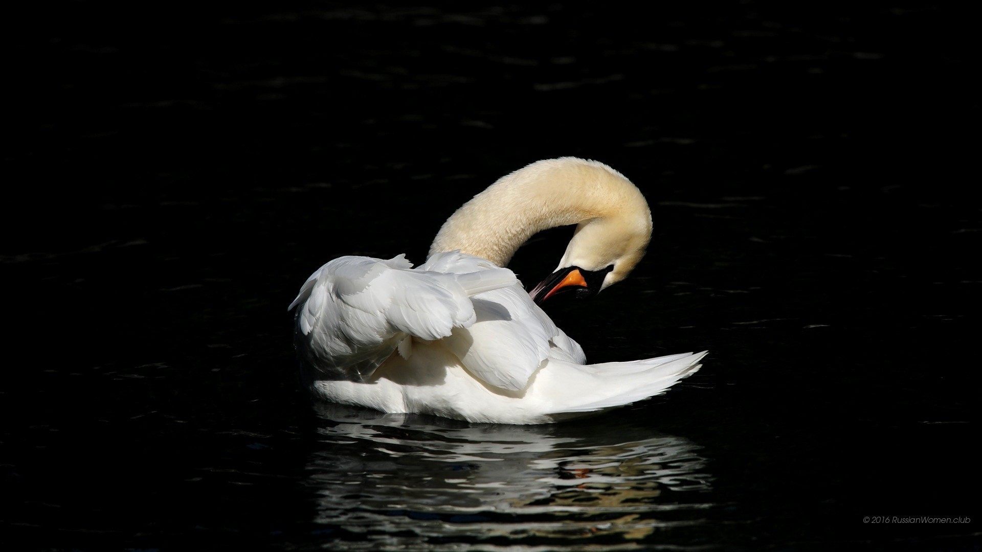 Cigno, Acqua, Sfondo nero, Uccello, wallpaper per smartphone