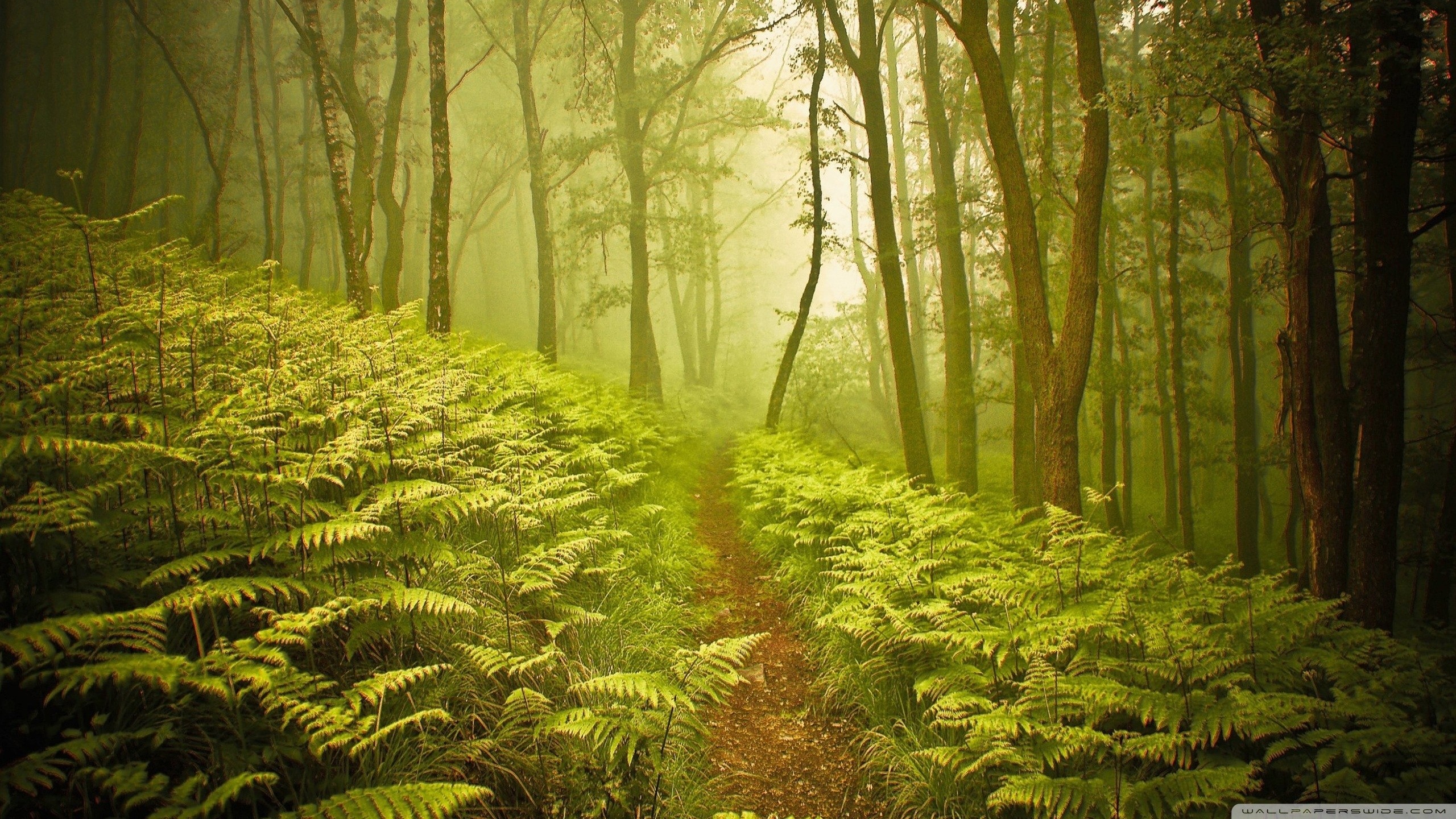 Bosco, Felci, Sentiero, Nebbia, 2K 1440p, sfondo desktop