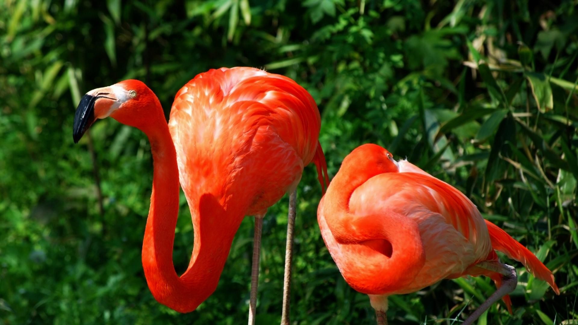 Fenicotteri americani, Coppia, Vegetazione, Rosso, Full HD 1080p, sfondo desktop