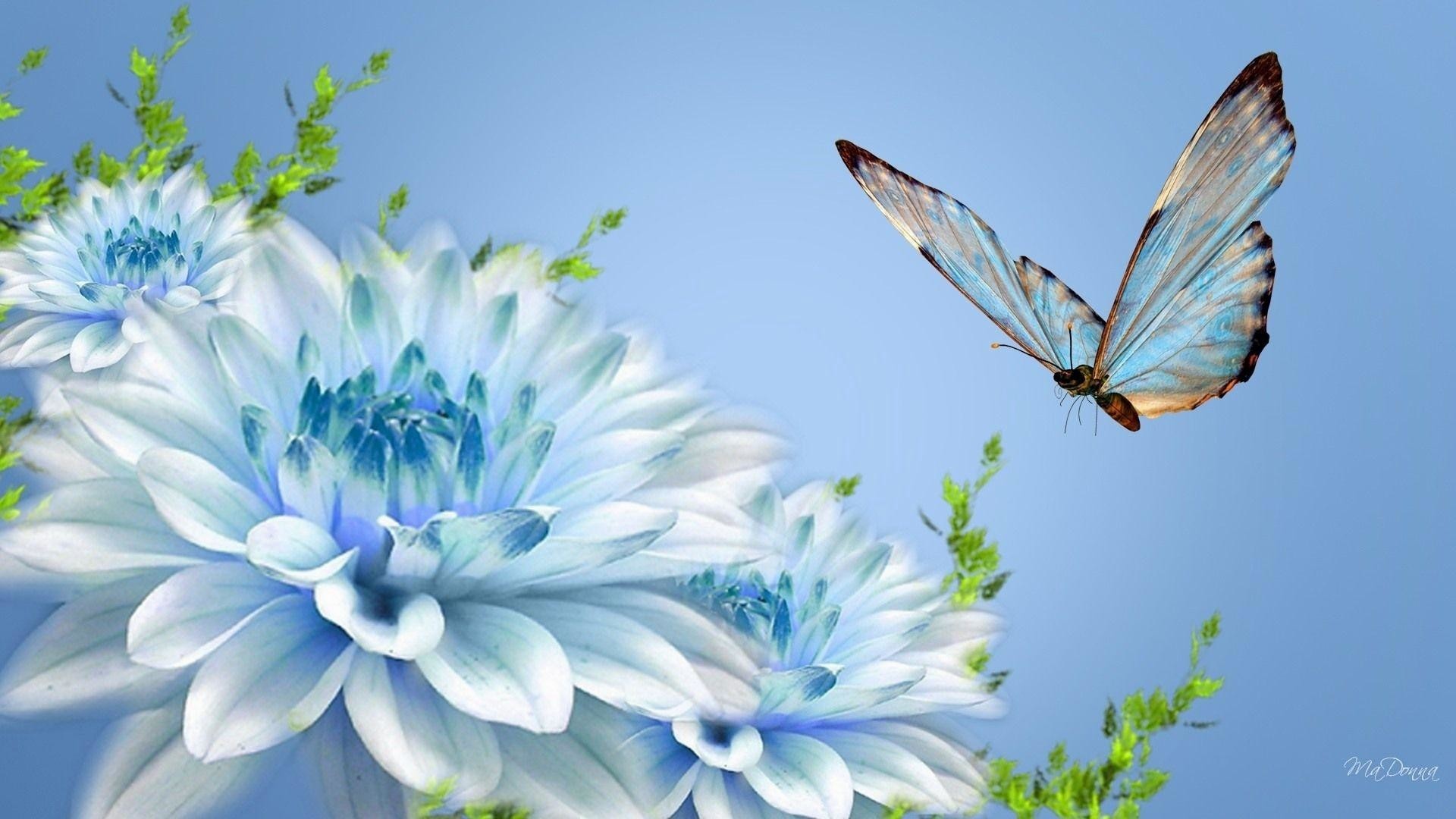 Dalie bianche, Farfalla, Arte digitale, Azzurro, Full HD, wallpaper per portatile