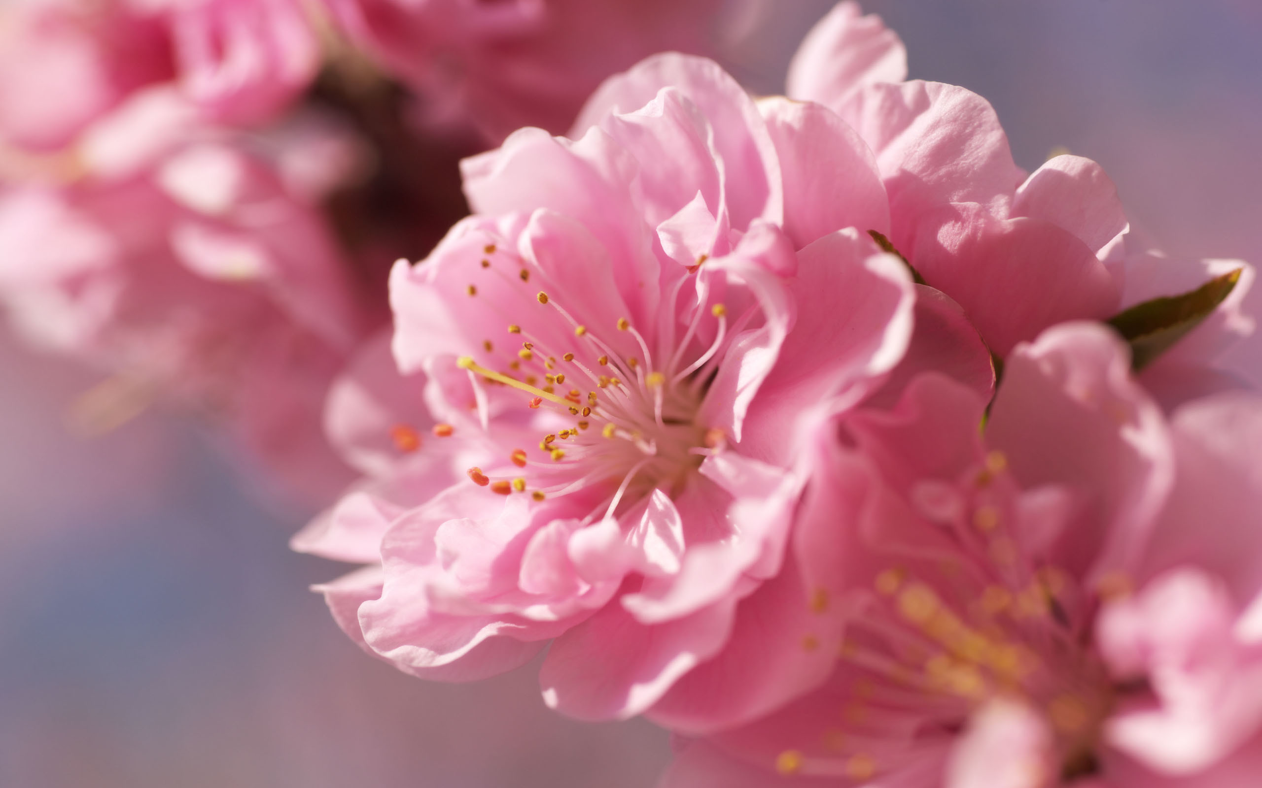 Fiori di pesco, Rosa, Macro, sfondo 2K per desktop