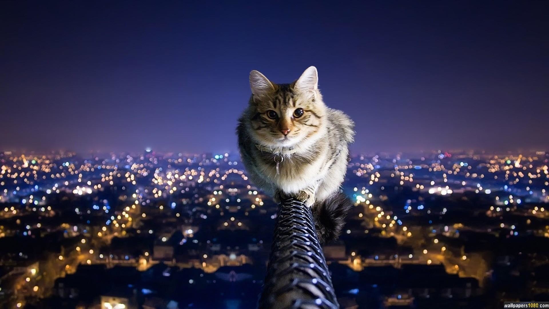 Cat Animal Windows 10 Wallpaper | 1080p Wallpapers, Hd Wallpapers ., sfondo 1920x1080 per PC