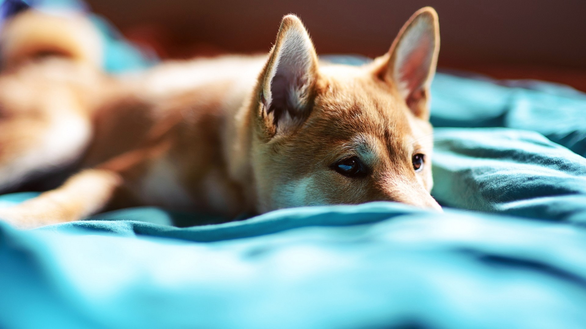 Shiba Inu, Cucciolo, Coperta azzurra, Full HD, wallpaper per computer