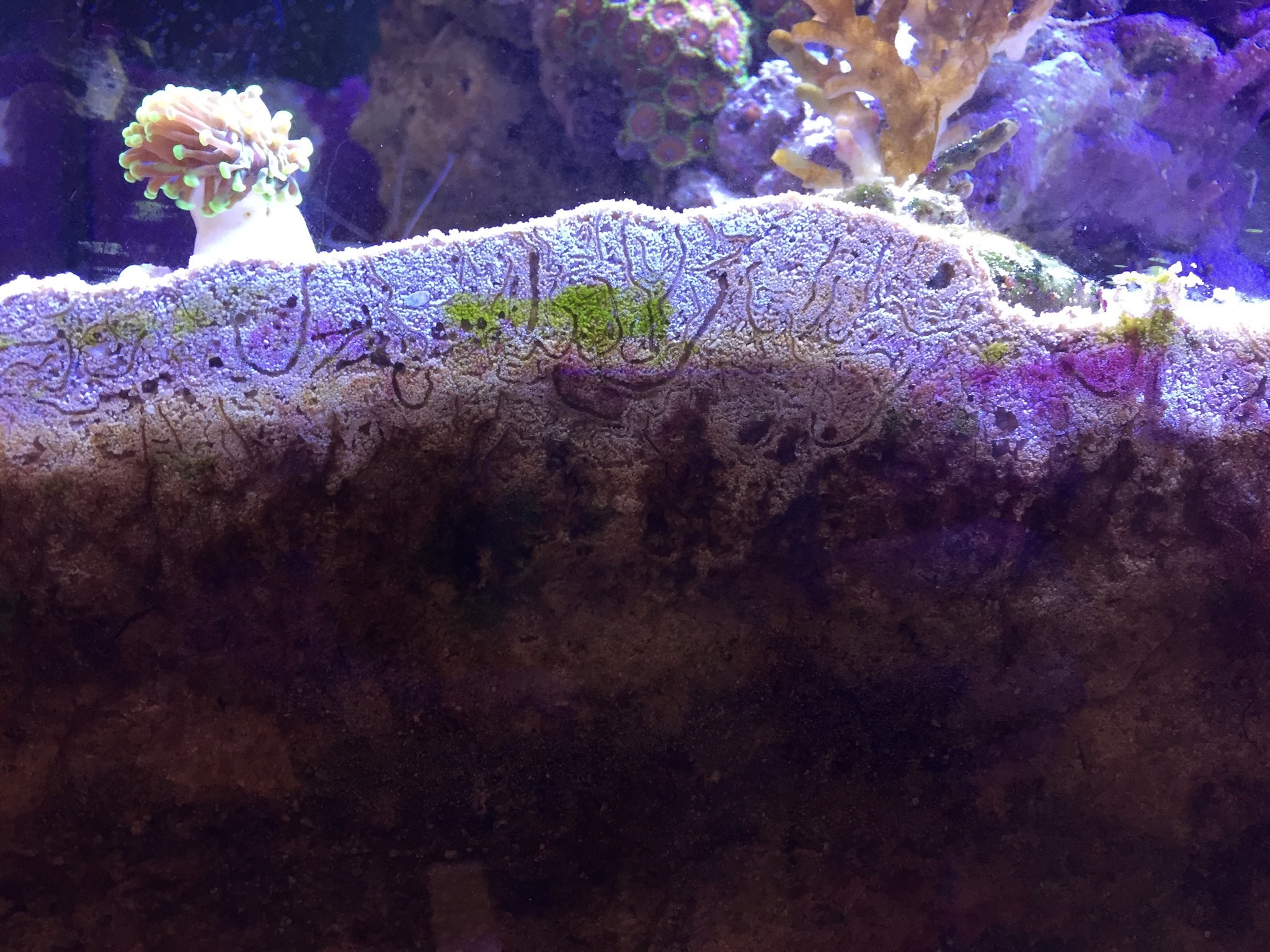 Acquario marino, Coralli, Luce viola, Full HD, sfondo per iPad e tablet