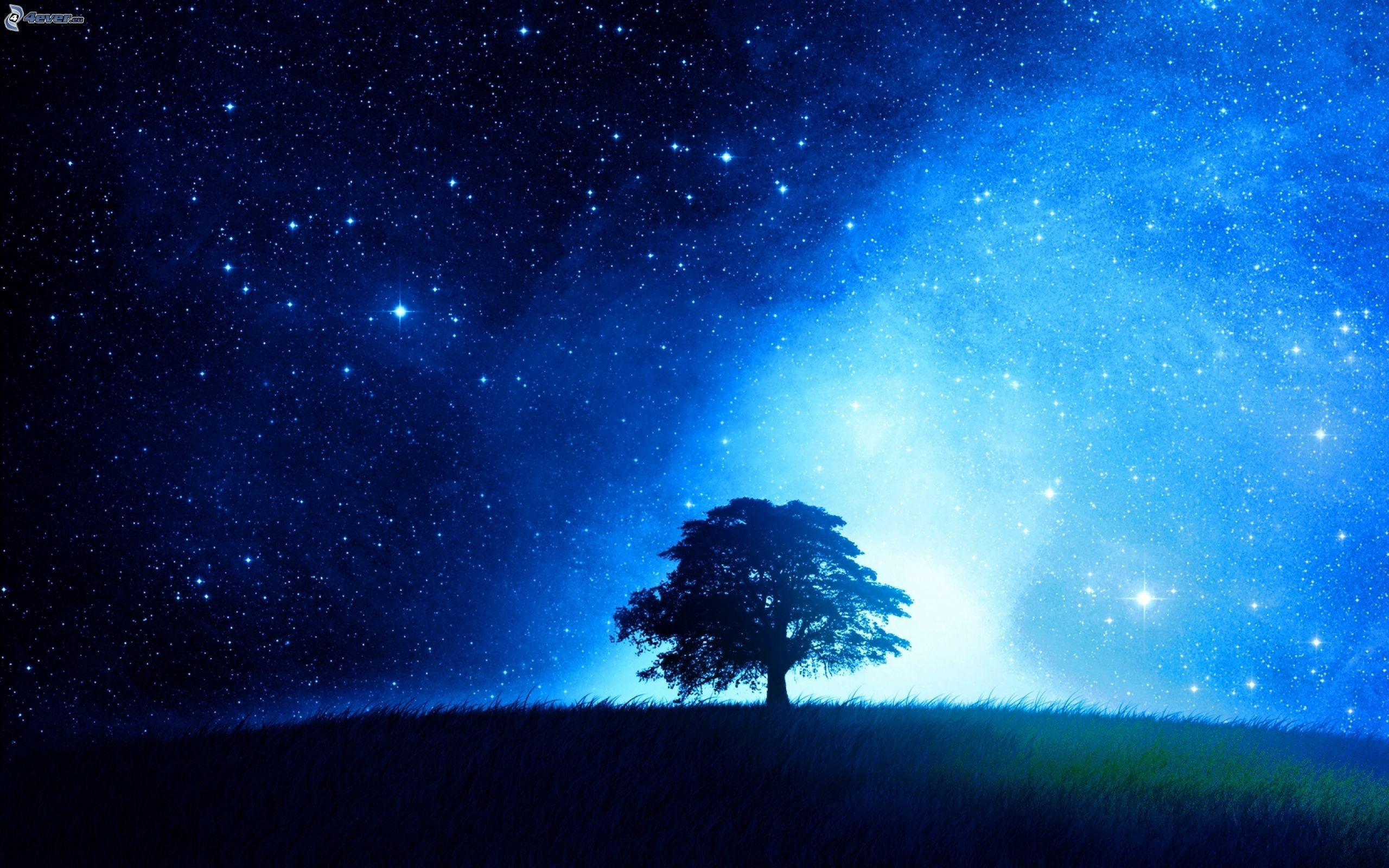 Albero, Silhouette, Stelle, Blu, 2K, sfondo desktop