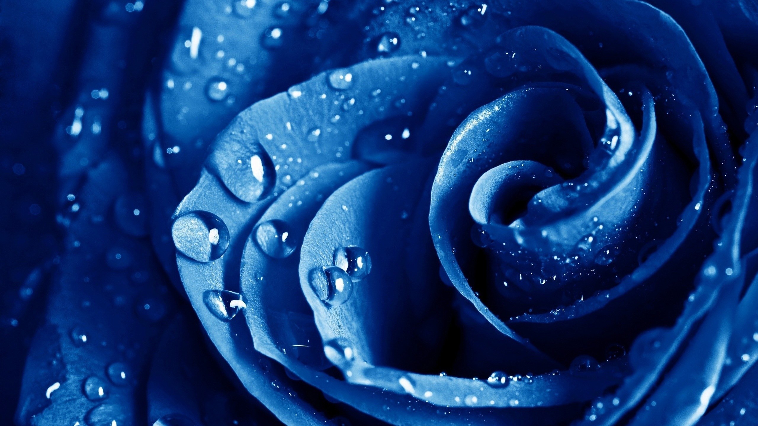 Rosa blu, Gocce d'acqua, Macro, Fiore, 2K, sfondo per PC