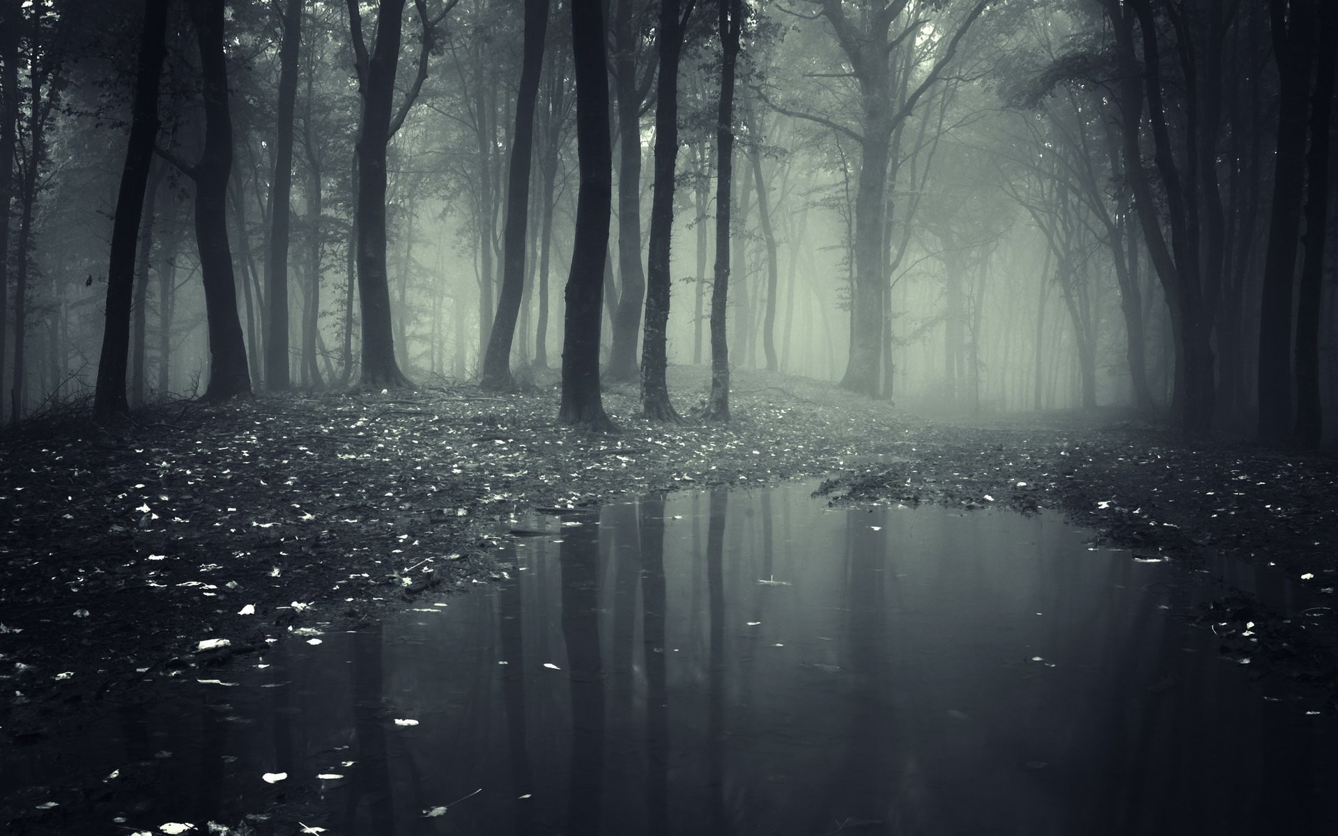 Foresta nebbiosa, Pozza d'acqua, Foglie, Riflesso, Full HD, sfondo desktop