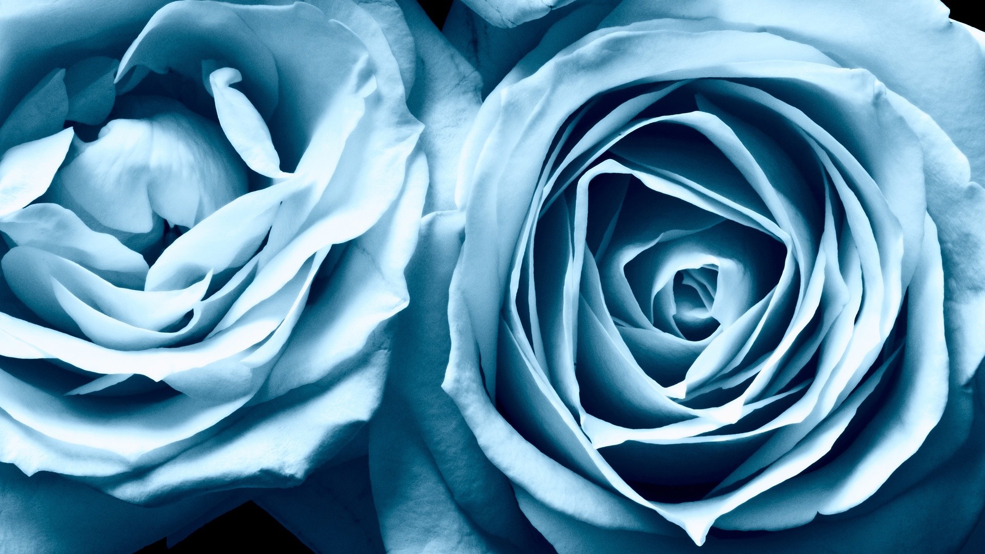 Rose azzurre, Petali, Macro, Toni freddi, 16:9 Full HD, wallpaper widescreen