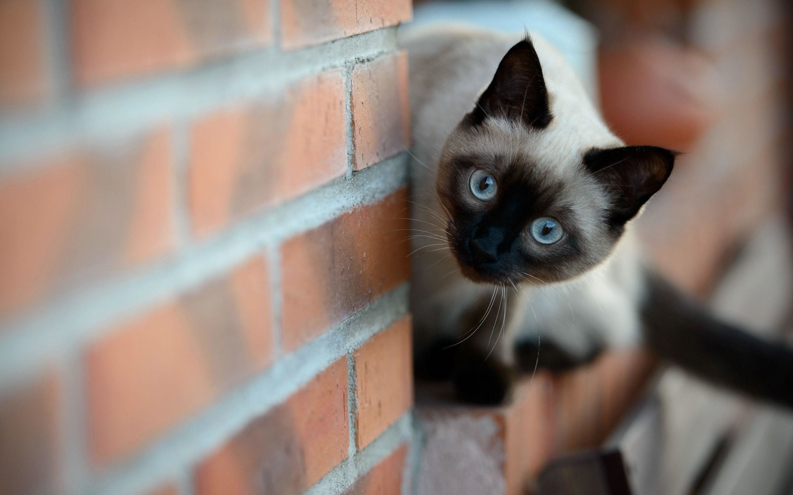 Siamese, Gatto, Muro di mattoni, Occhi azzurri, 2K 1600p, sfondo desktop