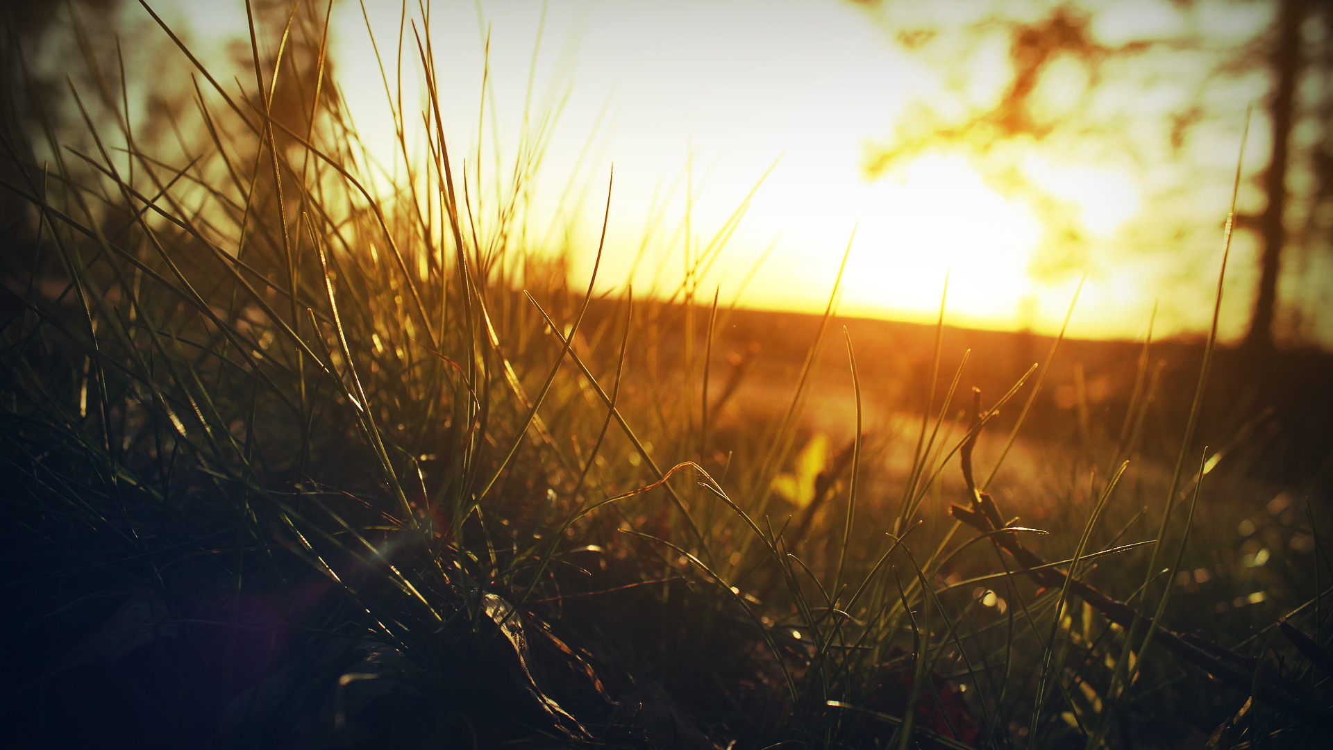 Erba, Tramonto, Controluce, Oro, 16:9 Full HD, sfondo widescreen